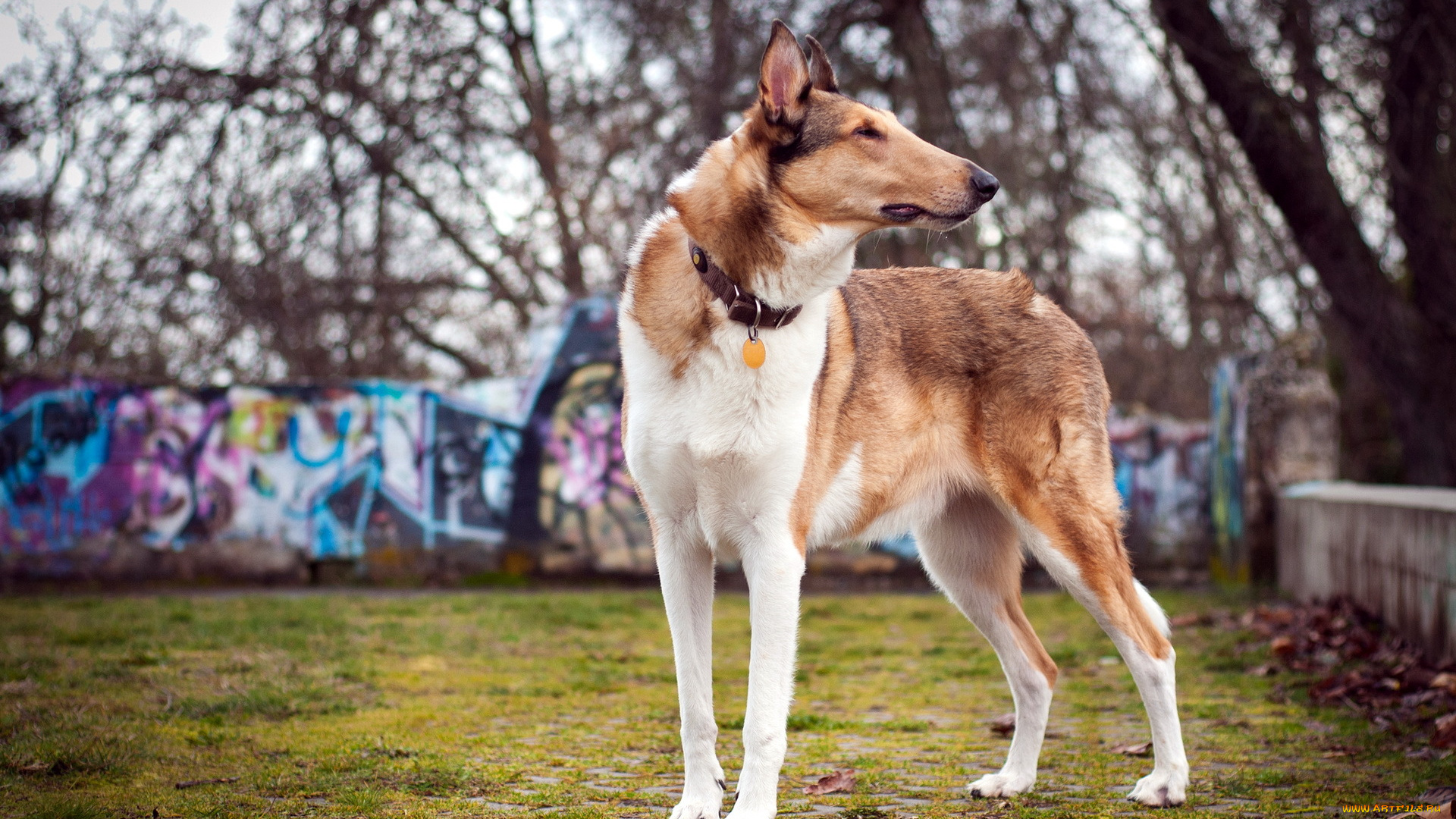 животные, собаки, лето, поле, собака