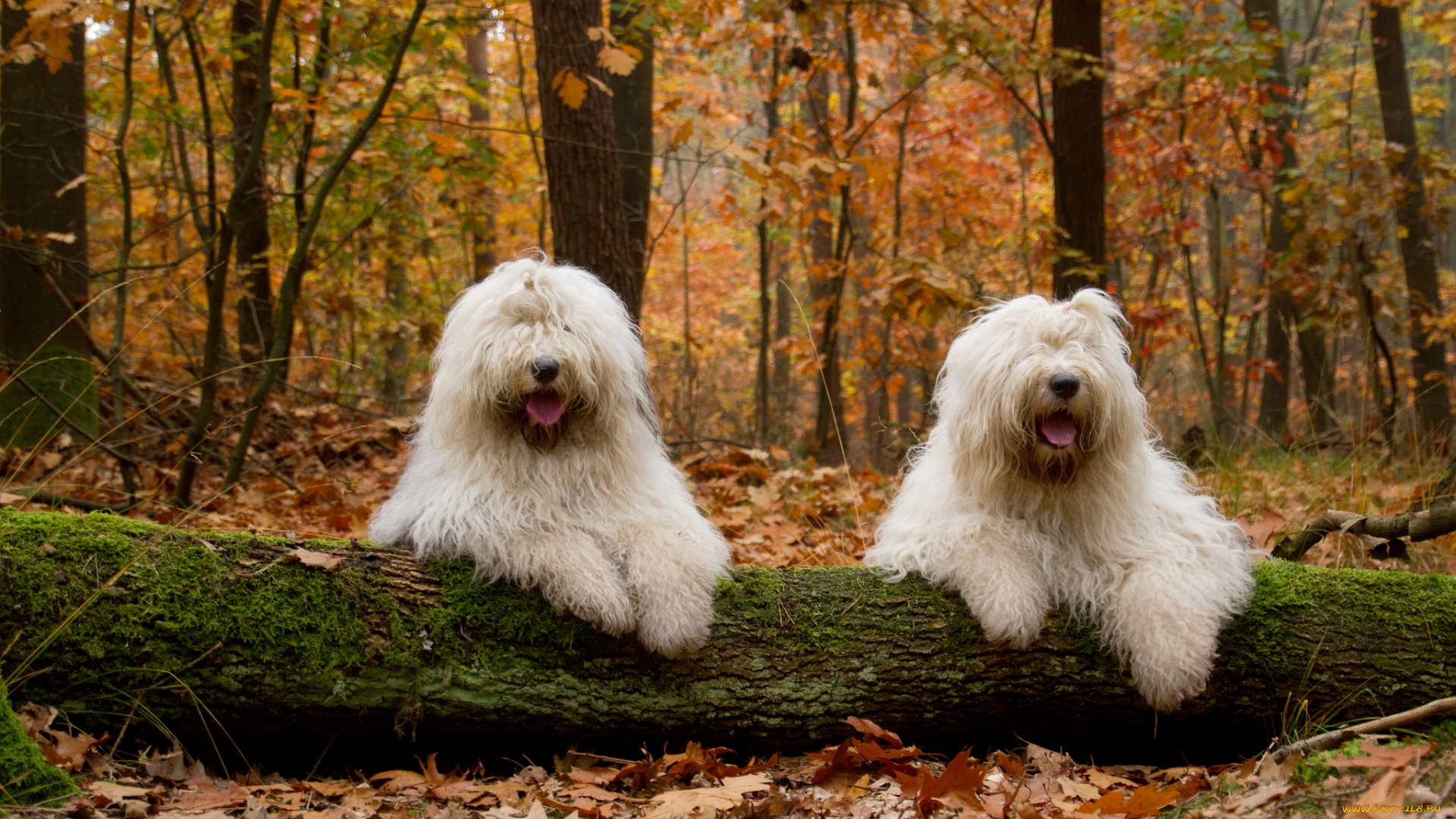 животные, собаки, лохматые, лес, осень