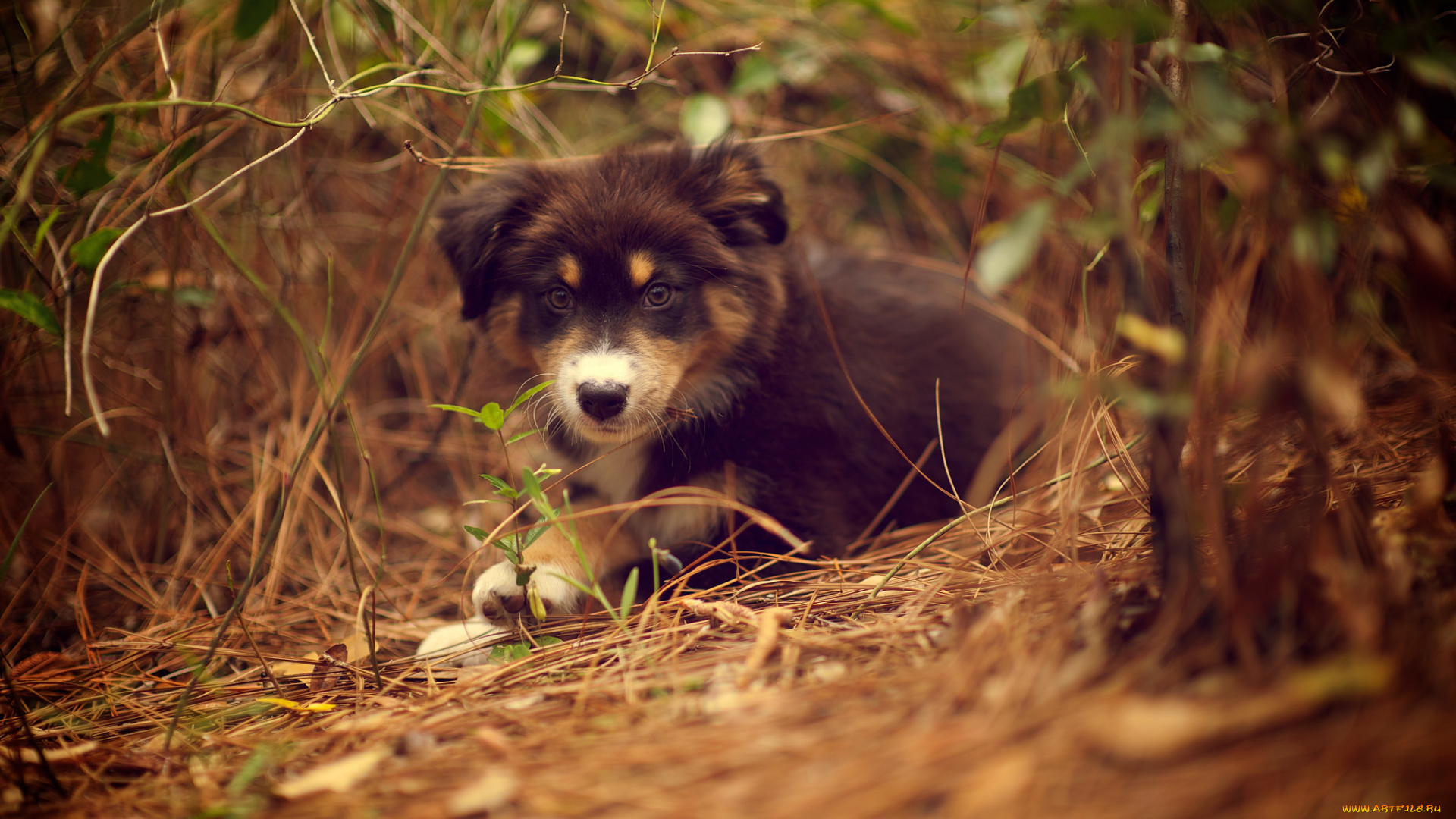 животные, собаки, ridley, лежа, собака, щенок, природа, растение, трава