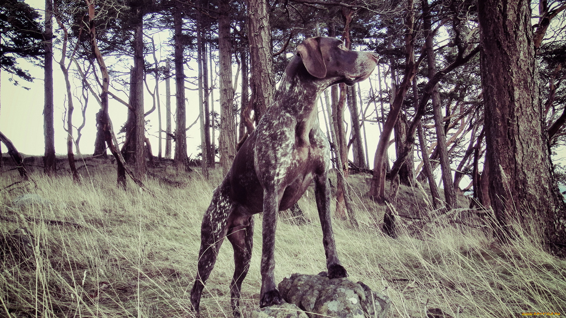 животные, собаки, собака, лес