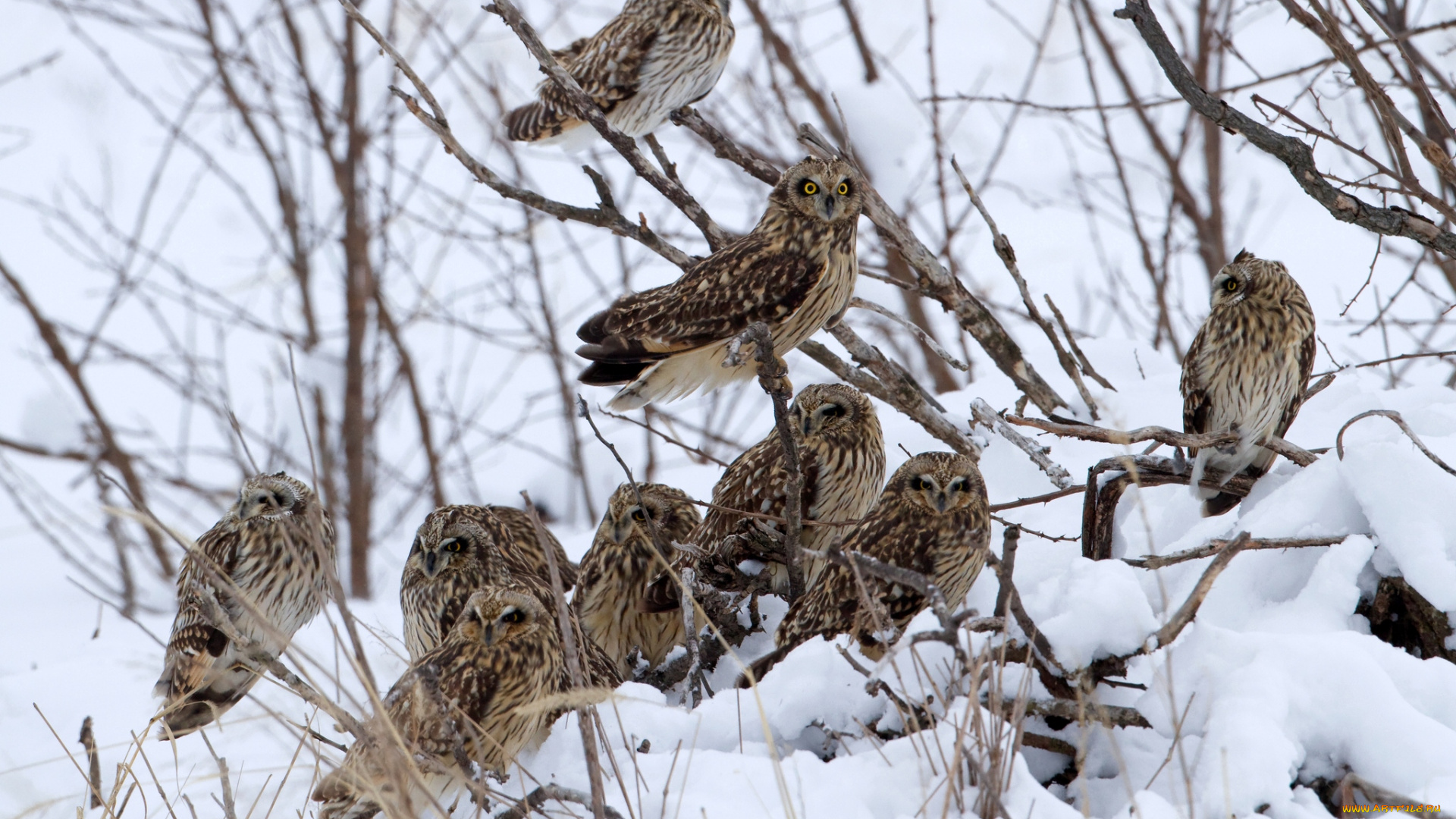 животные, совы, дерево, стая