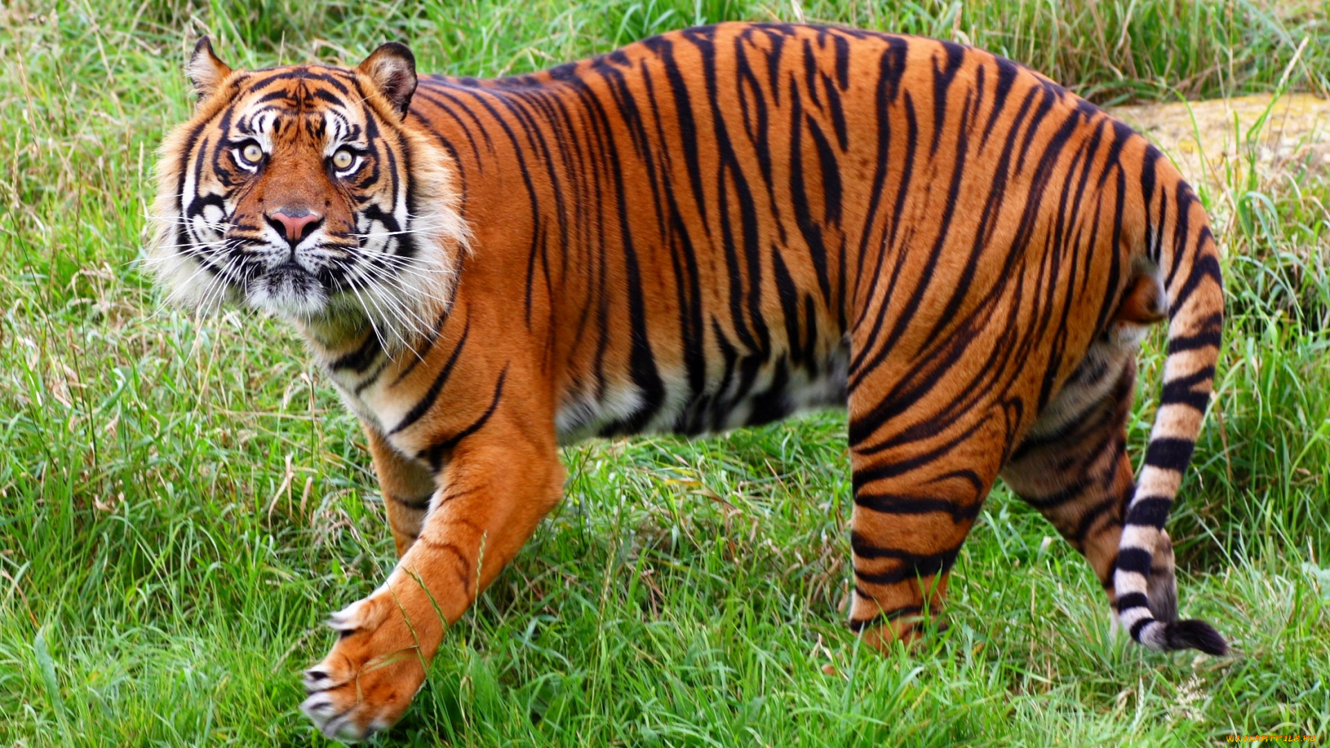 животные, тигры, полосатый, хищник