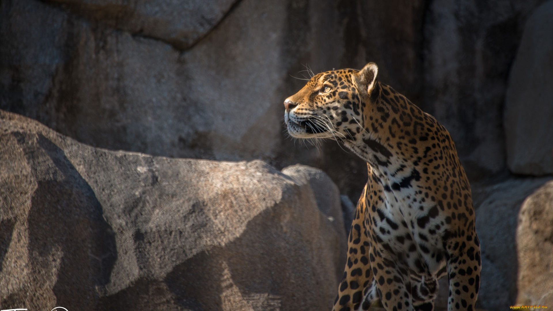 животные, Ягуары, камни, взгляд
