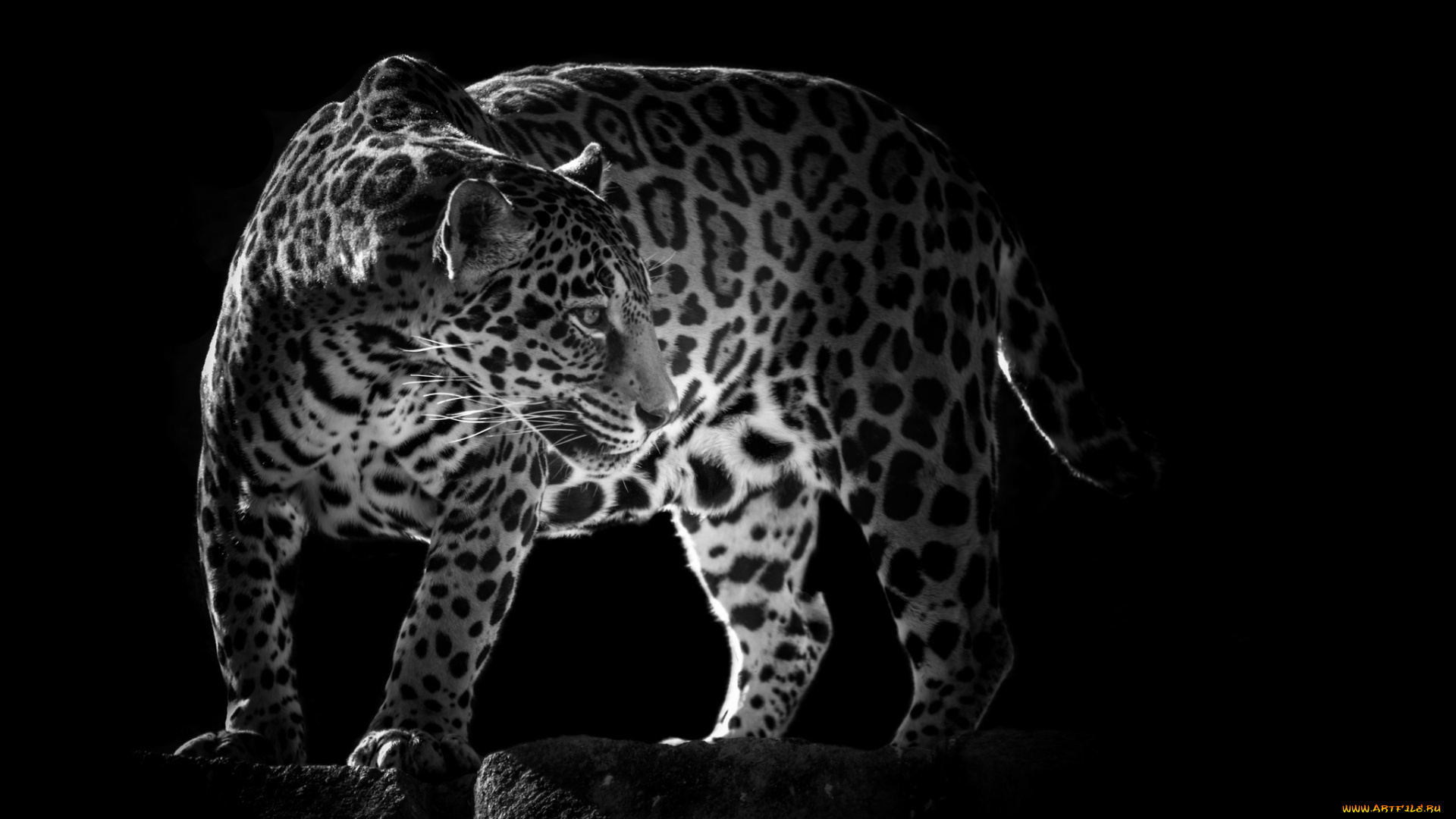 животные, Ягуары, пятна, кошка