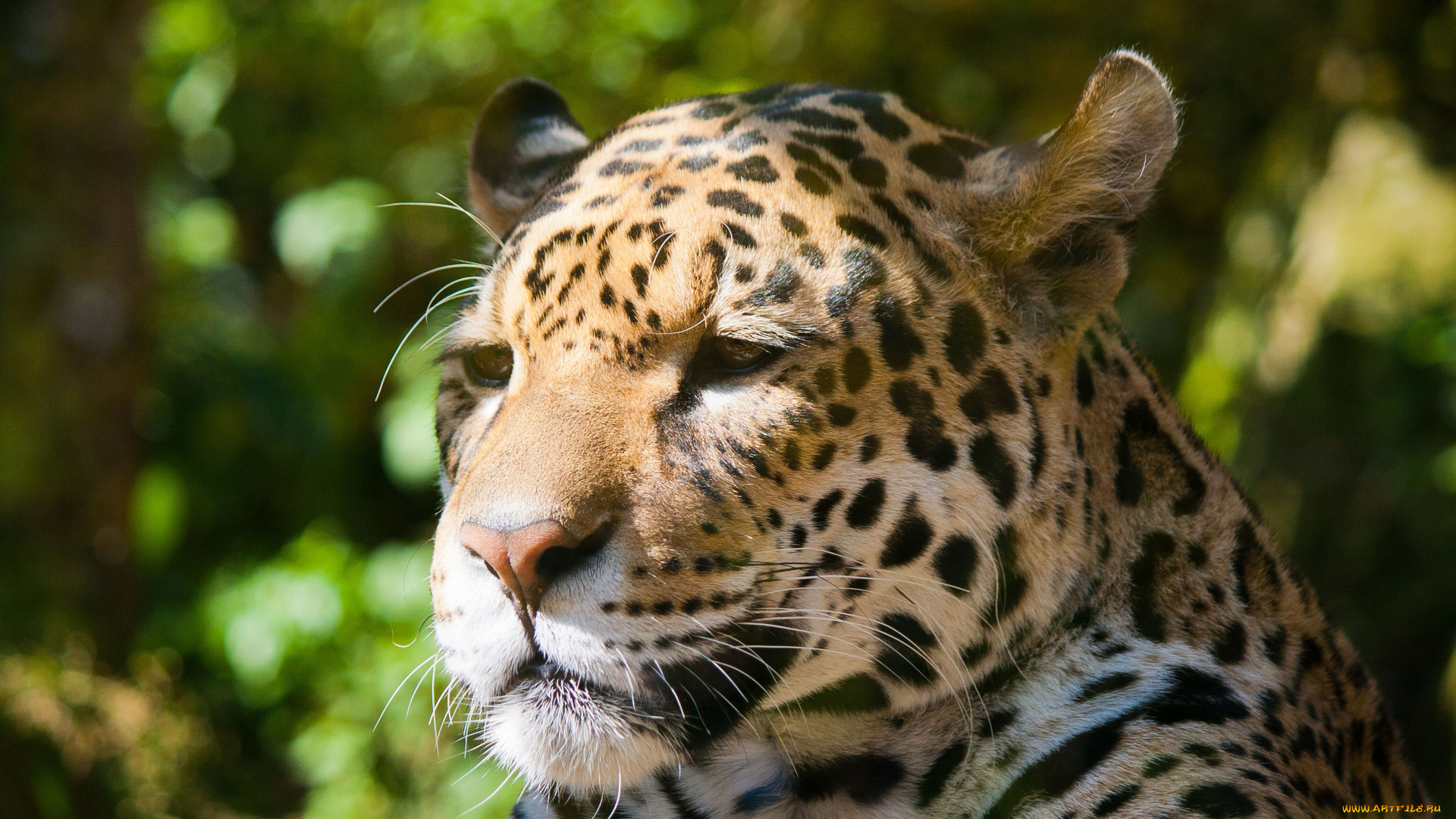 животные, Ягуары, ягуар, дикая, кошка, морда