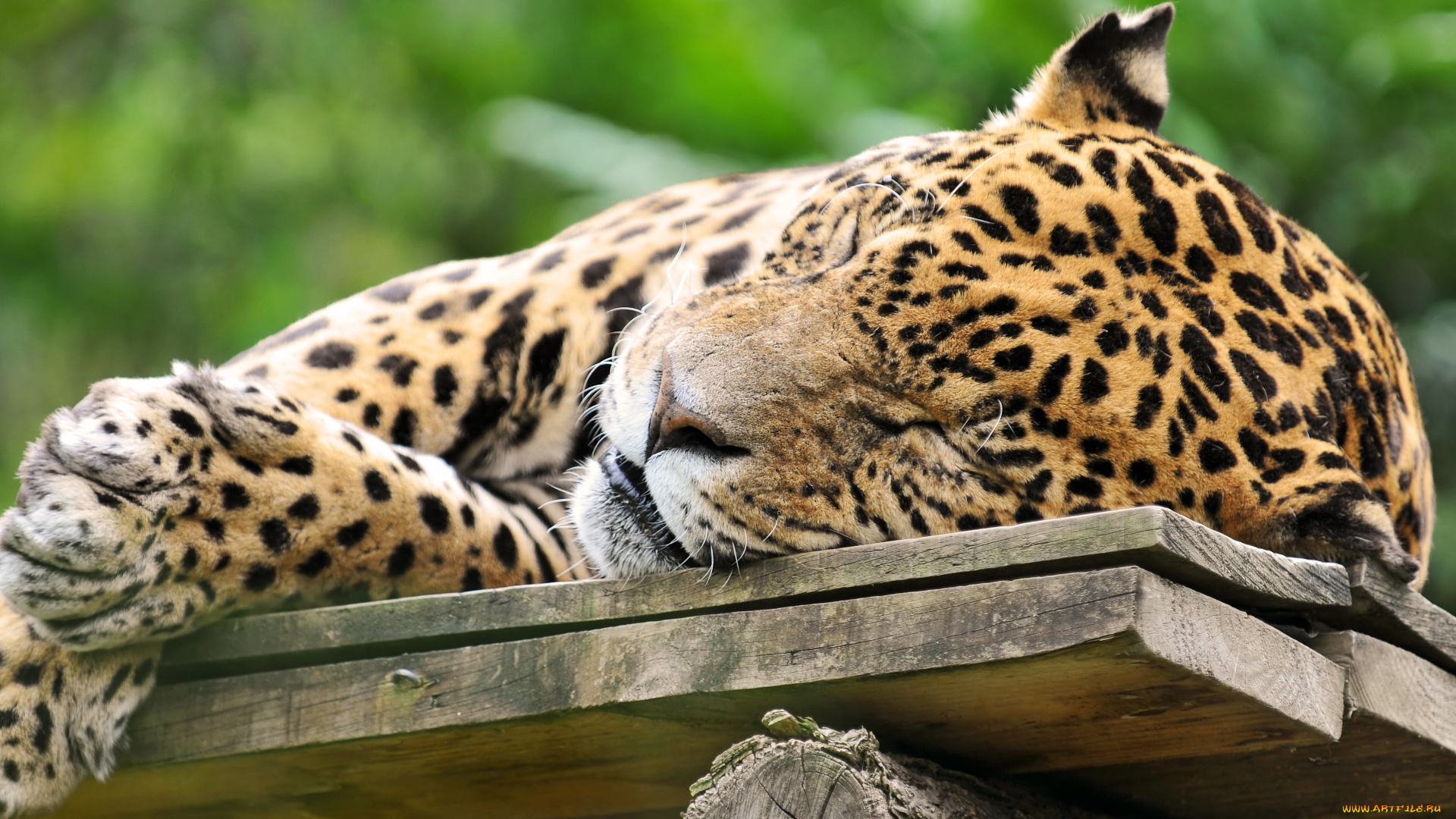 животные, Ягуары, ягуар, дикая, кошка, сон