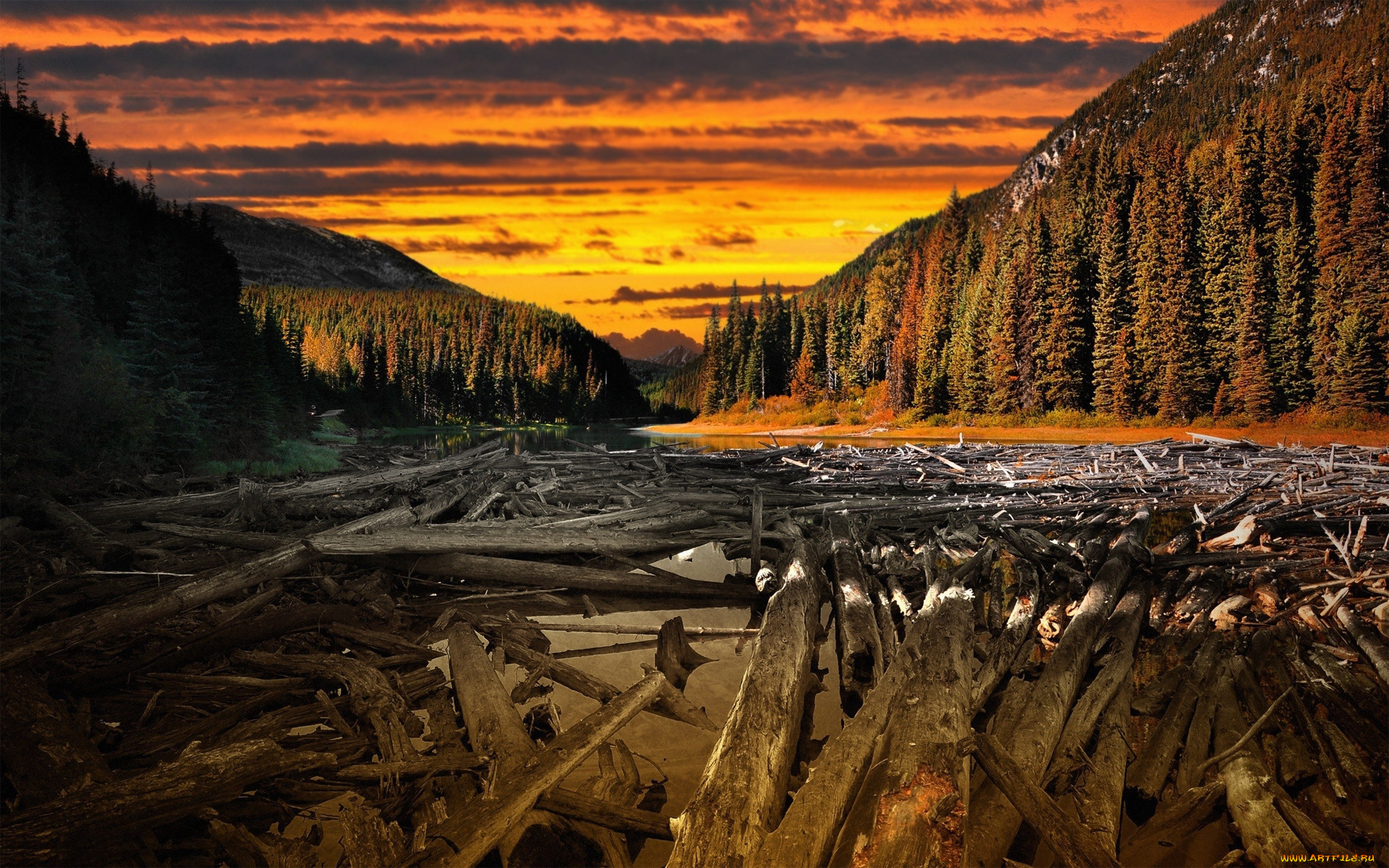 природа, реки, озера, лес, река, тучи, бревна