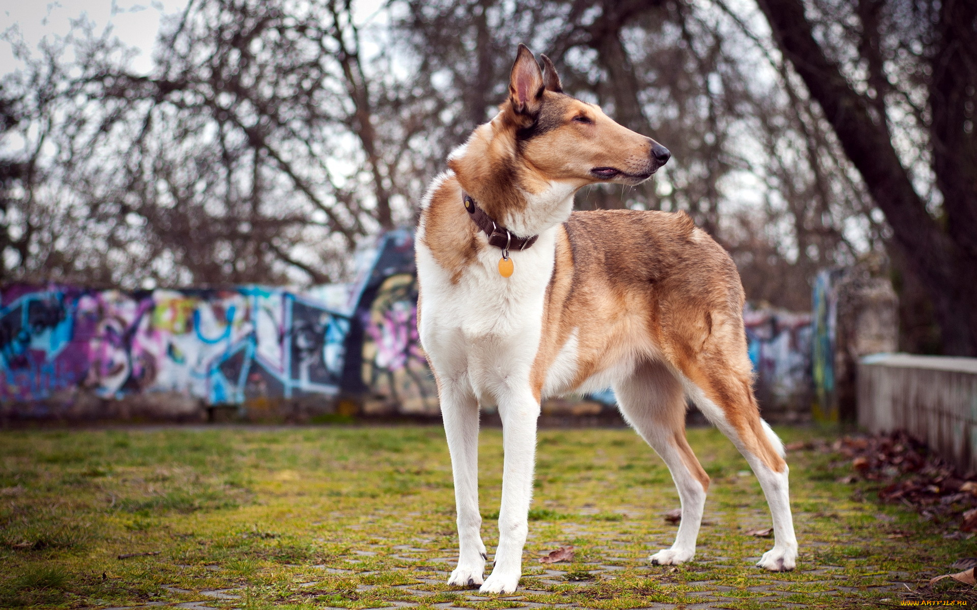 животные, собаки, лето, поле, собака