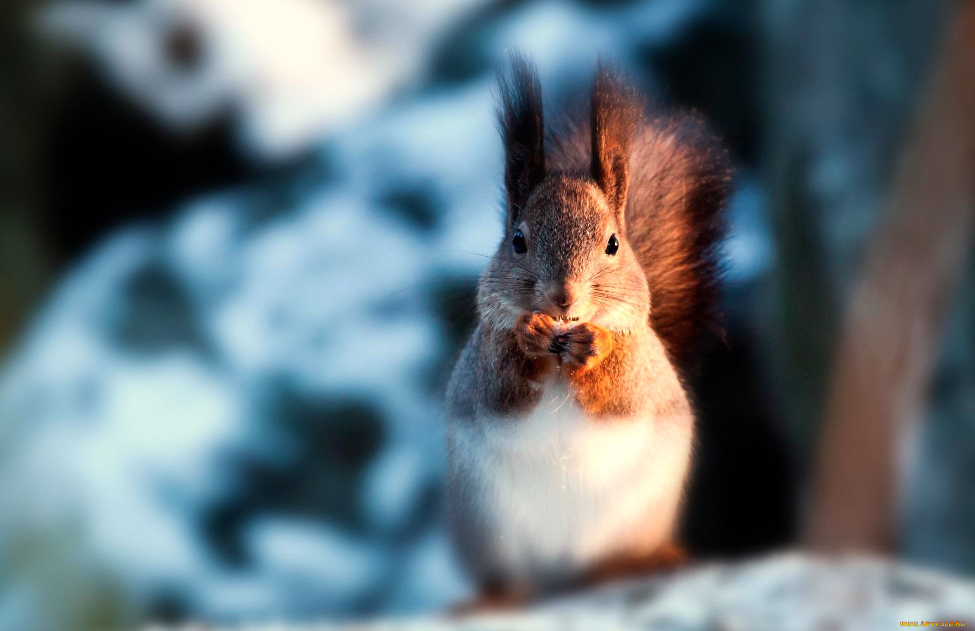 животные, белки, снег, зверек