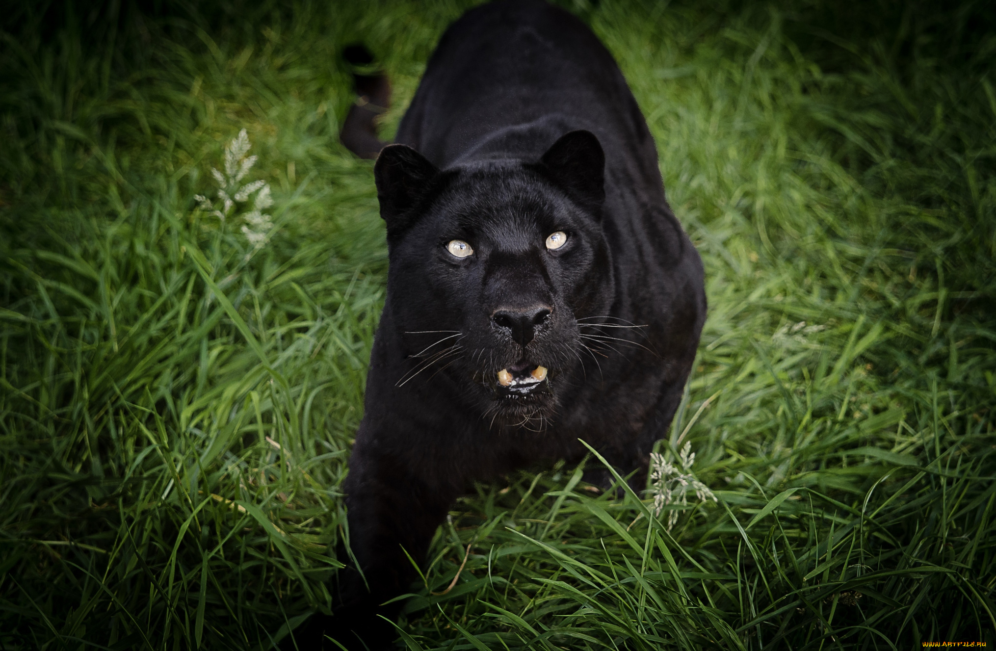 животные, пантеры, черный, рык