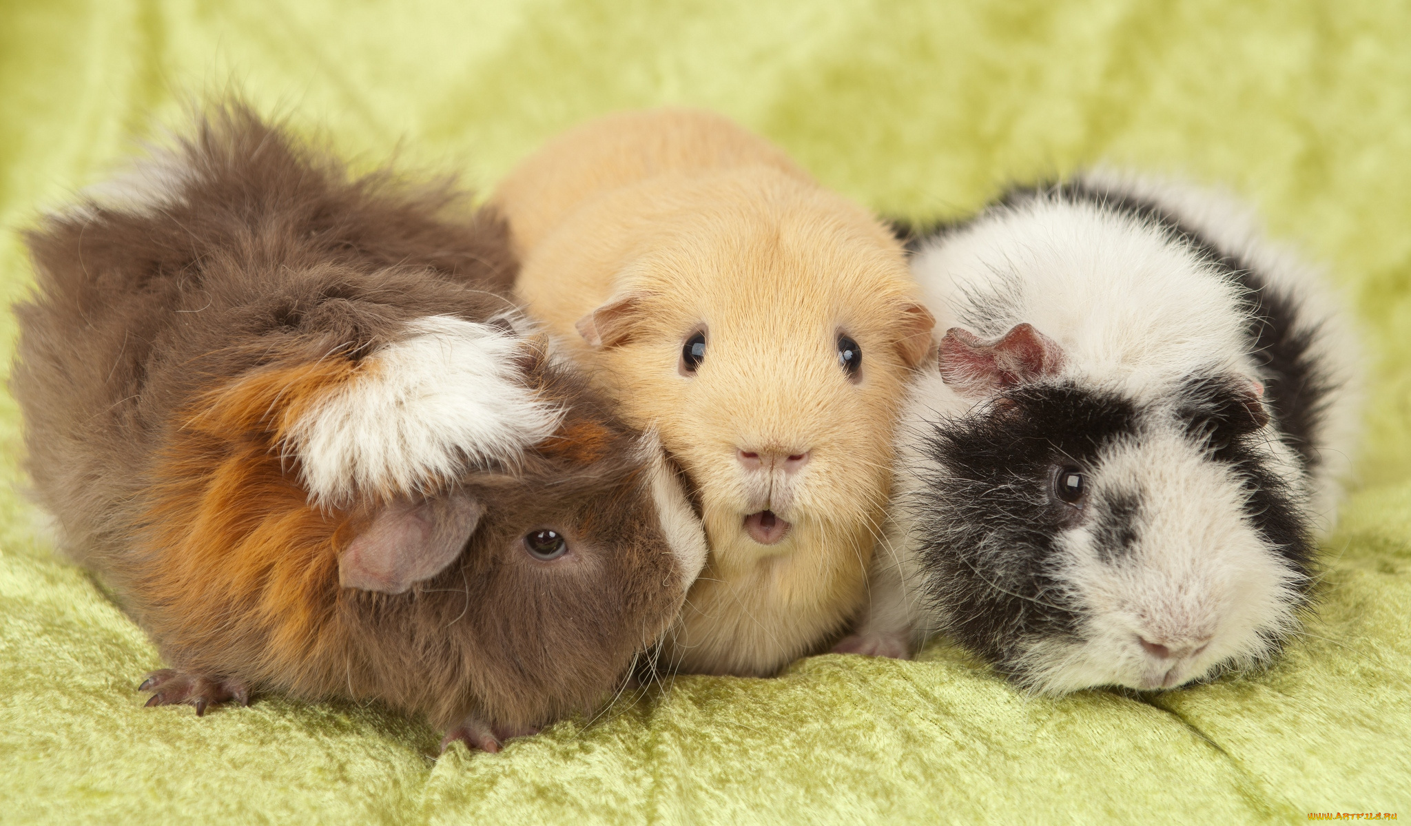 животные, морские, свинки, хомяки