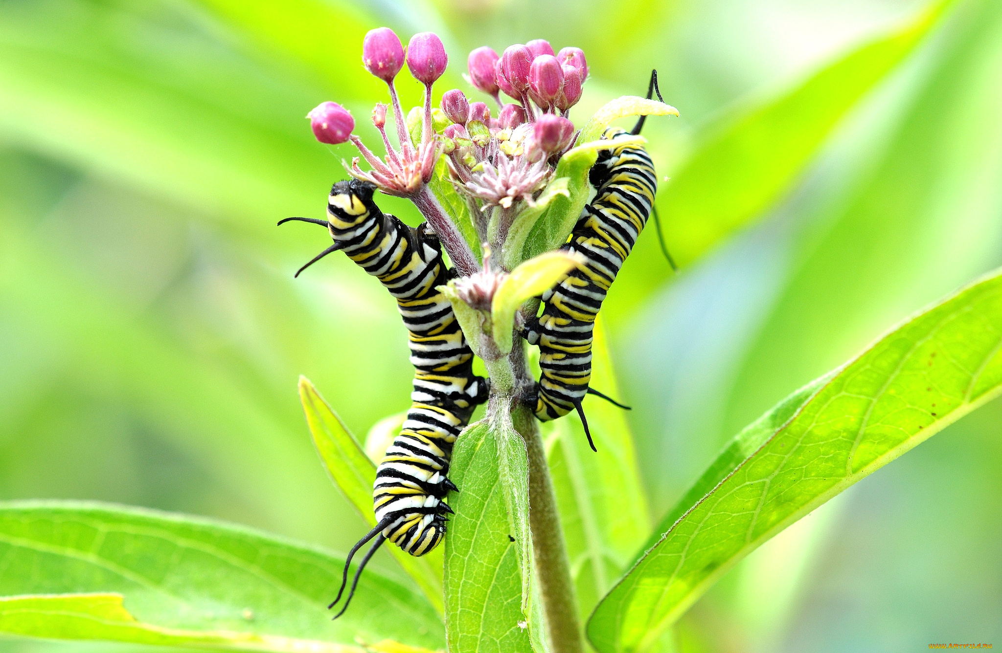 животные, гусеницы, стебель