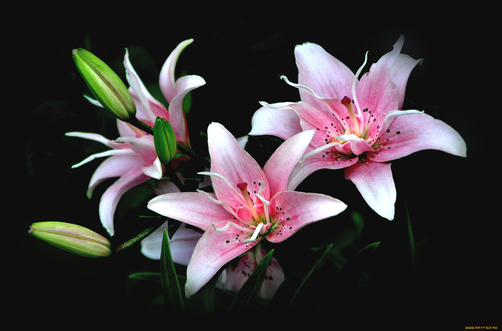 цветы, лилии, лилейники, розовый, бутоны