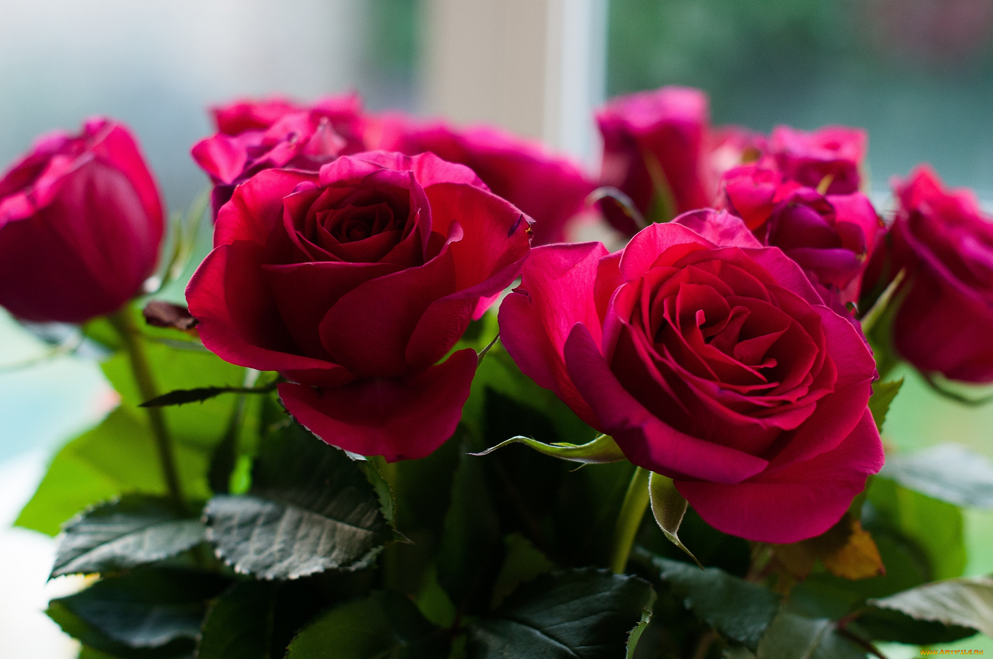 цветы, розы, красный