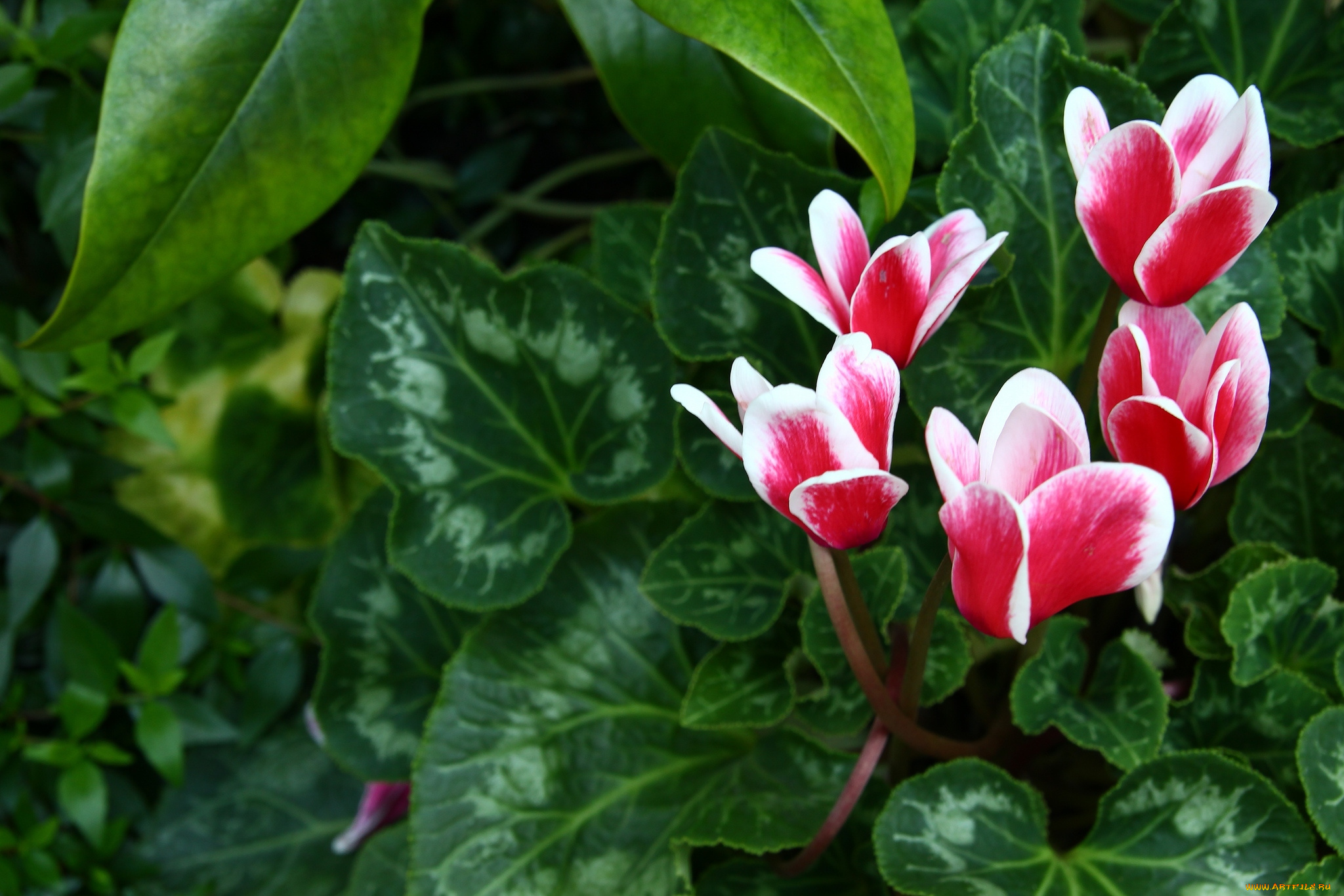 цветы, цикламены, пестрый