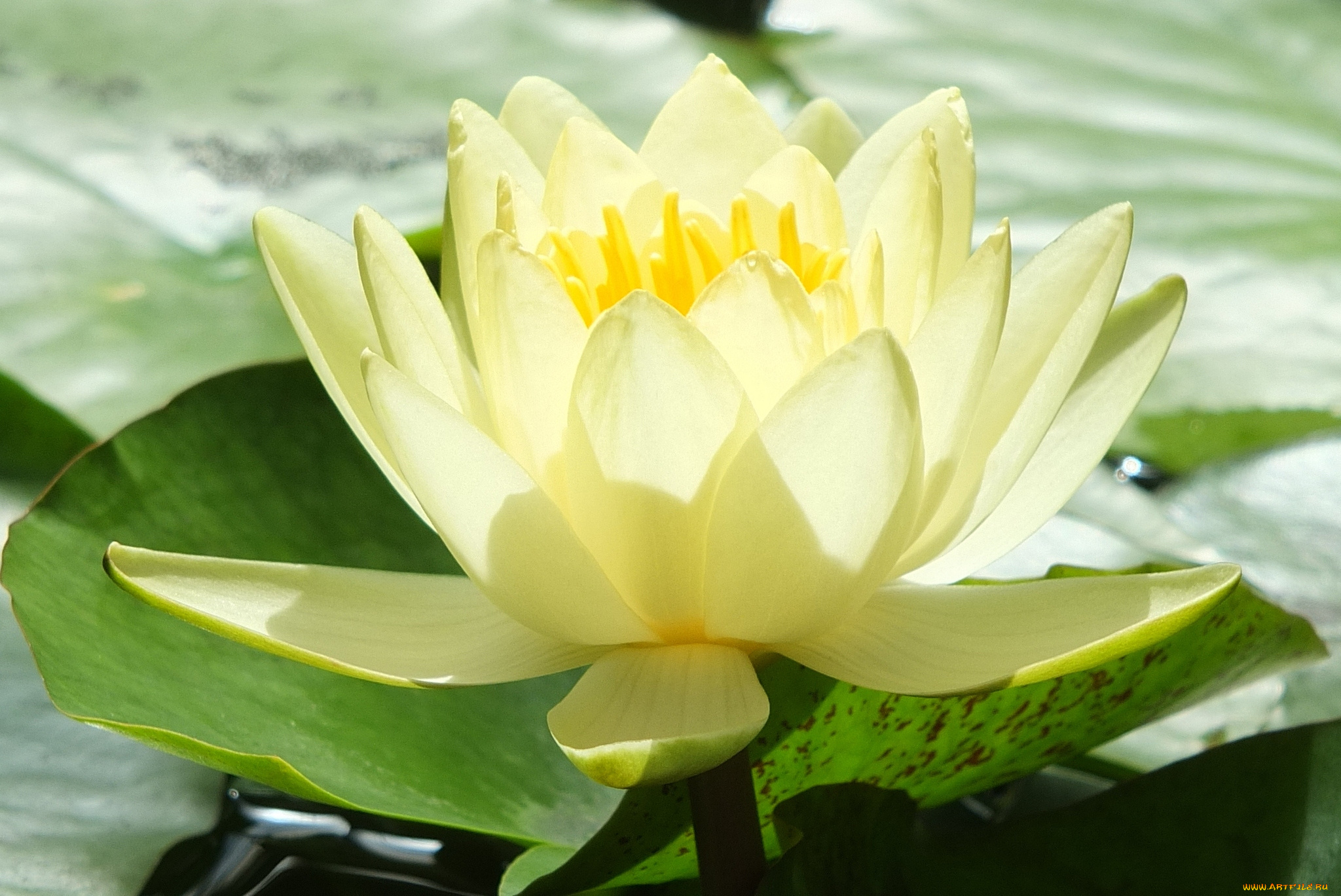 цветы, лилии, водяные, нимфеи, кувшинки, лепестки, макро