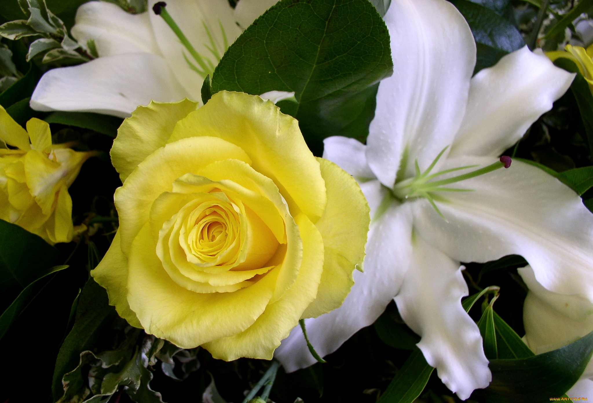 цветы, разные, вместе, роза, лилии