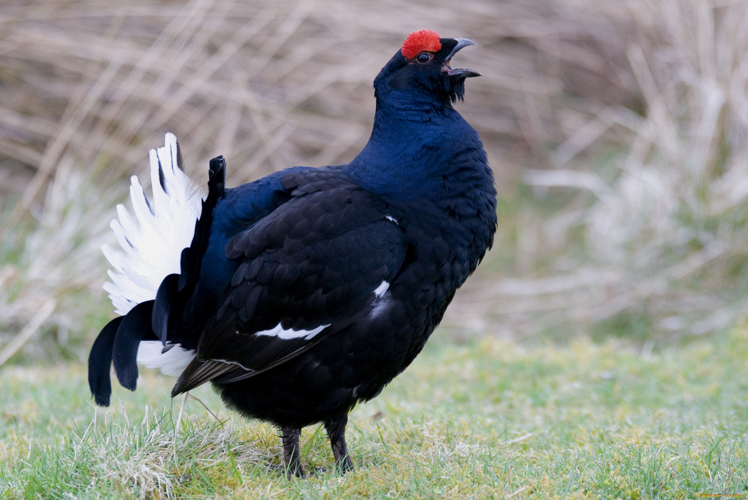животные, глухари, тетерева, фазаны, хвост, тетерев, красавец