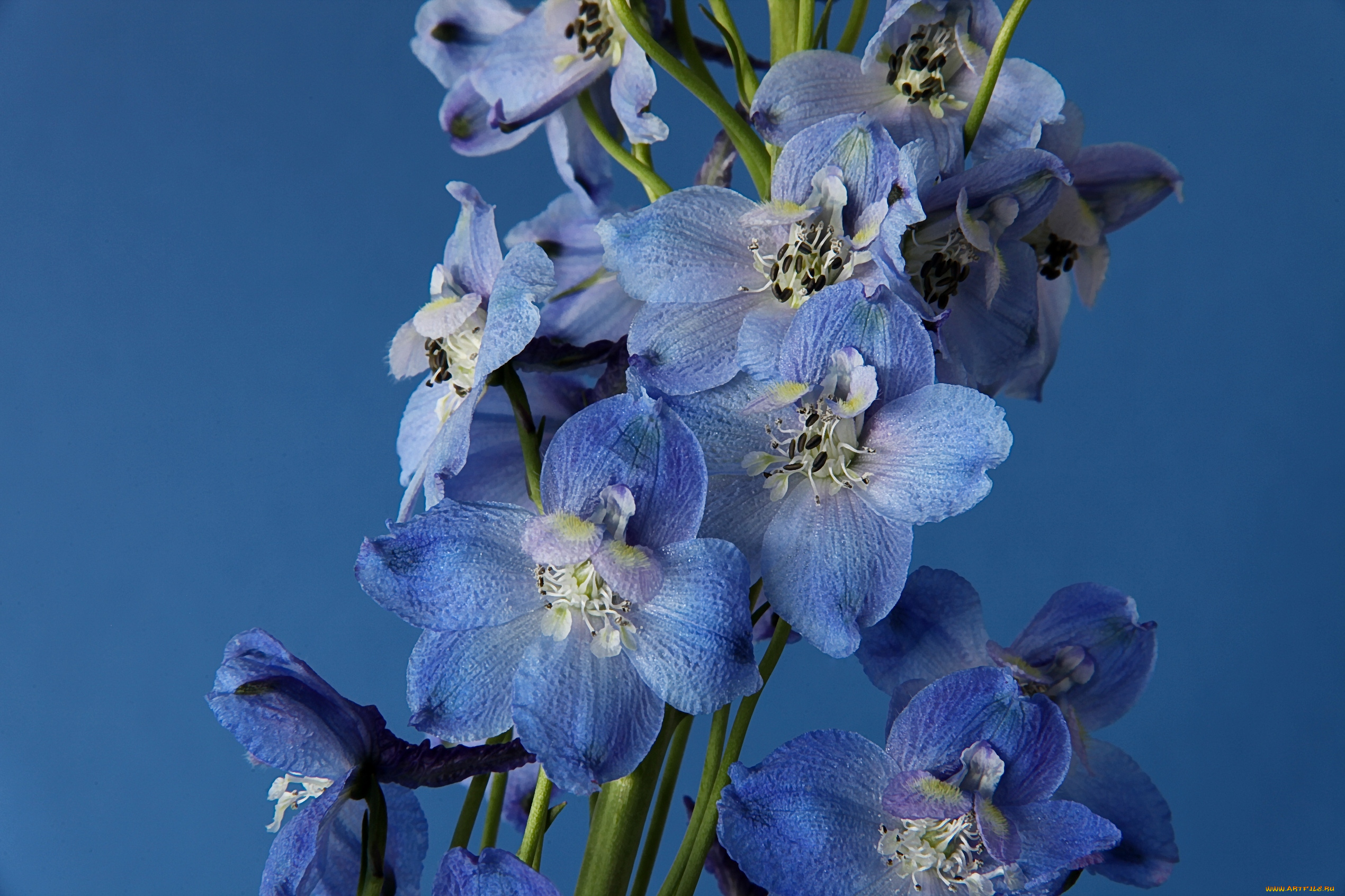 цветы, дельфиниум, голубой