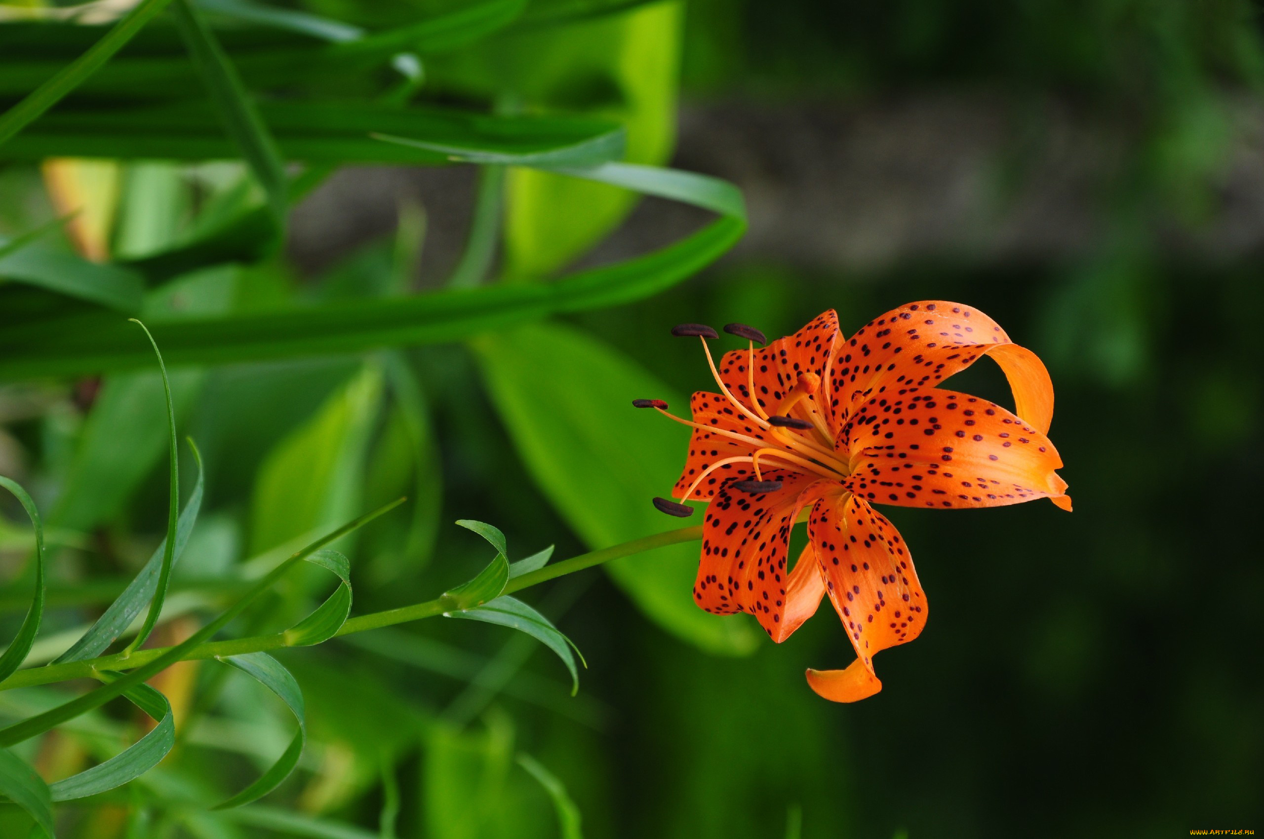 цветы, лилии, лилейники, крапинки