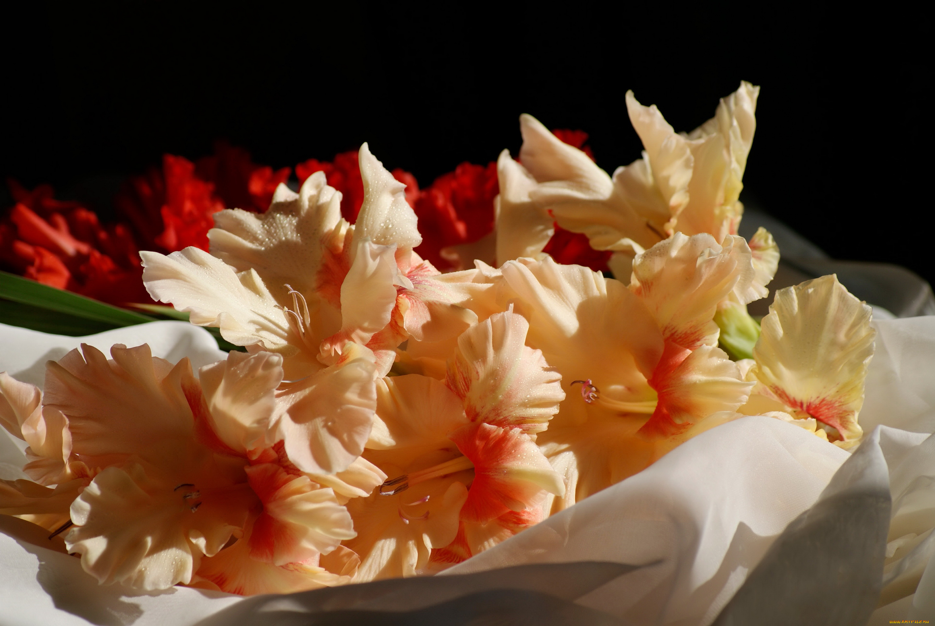 цветы, гладиолусы, гладиолус