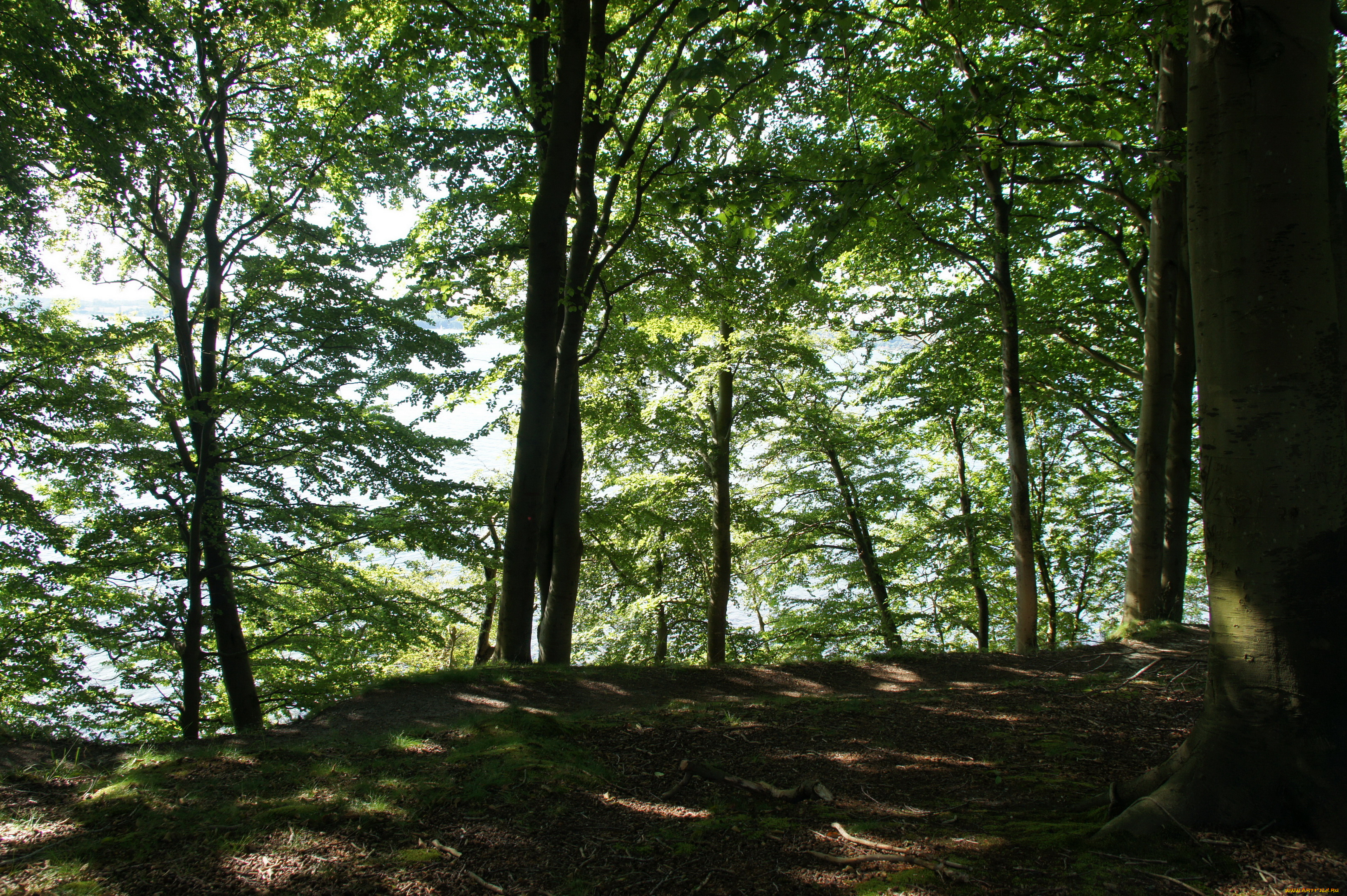 дания, обенро, природа, лес