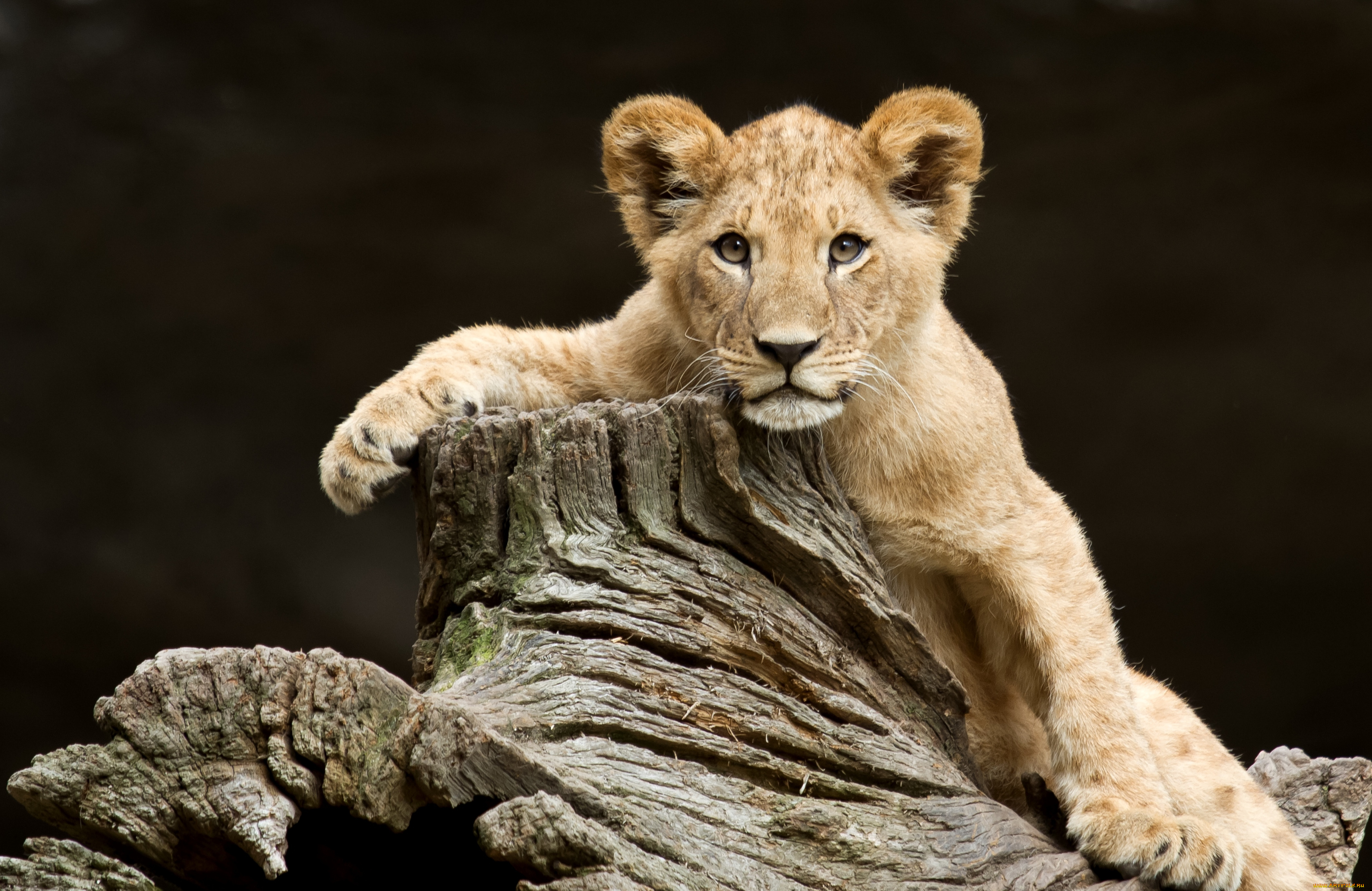 животные, львы, дерево, львенок