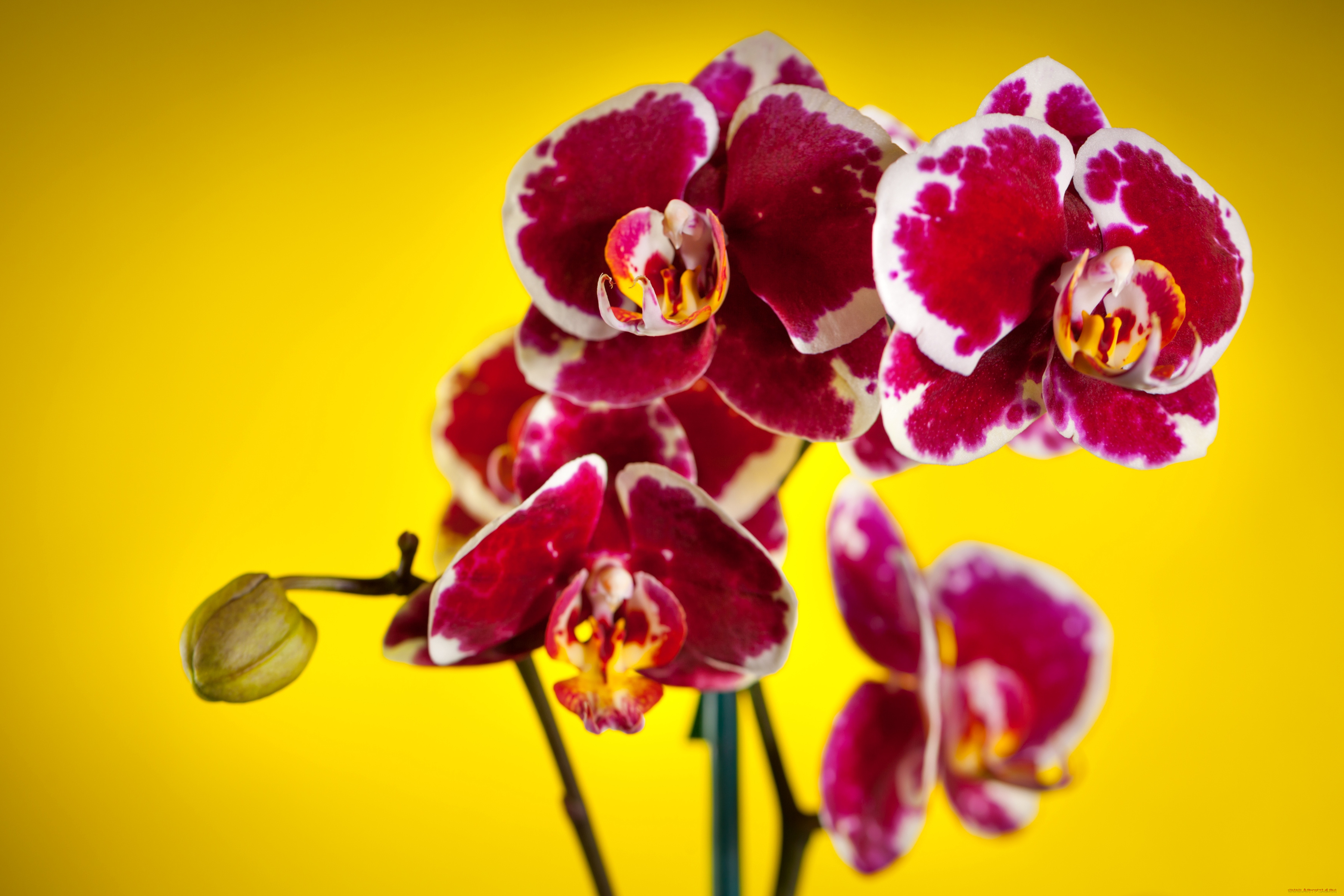 цветы, орхидеи, пестрый