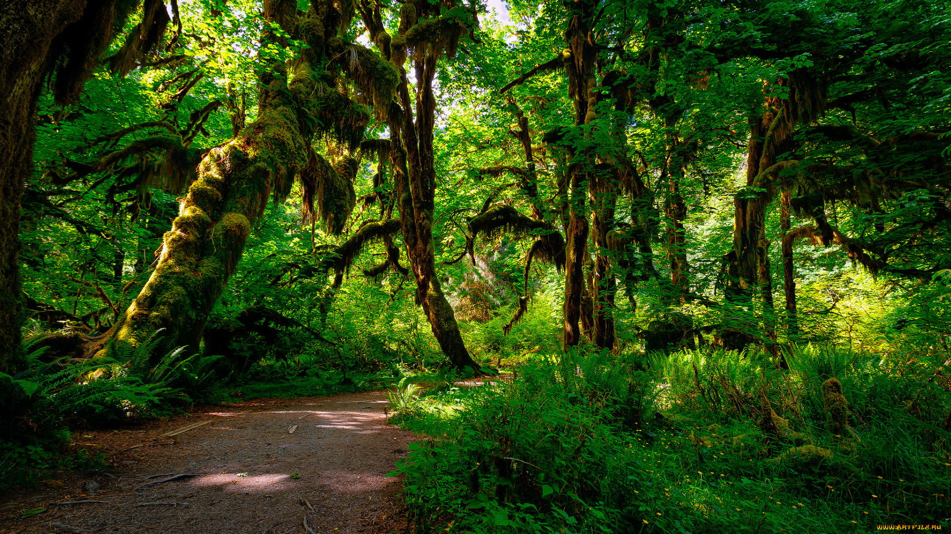 природа, лес, джунгли