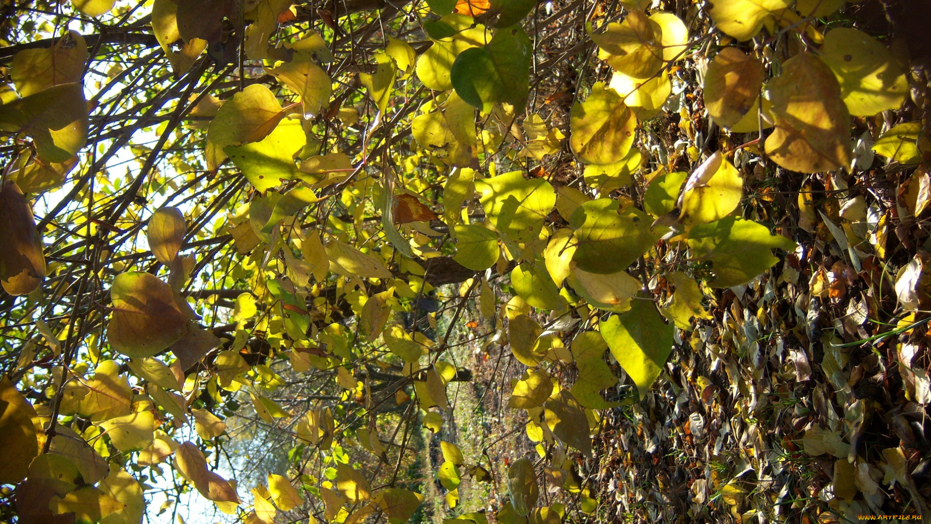 природа, листья, куст, сирень, осень, ветви, солнечно