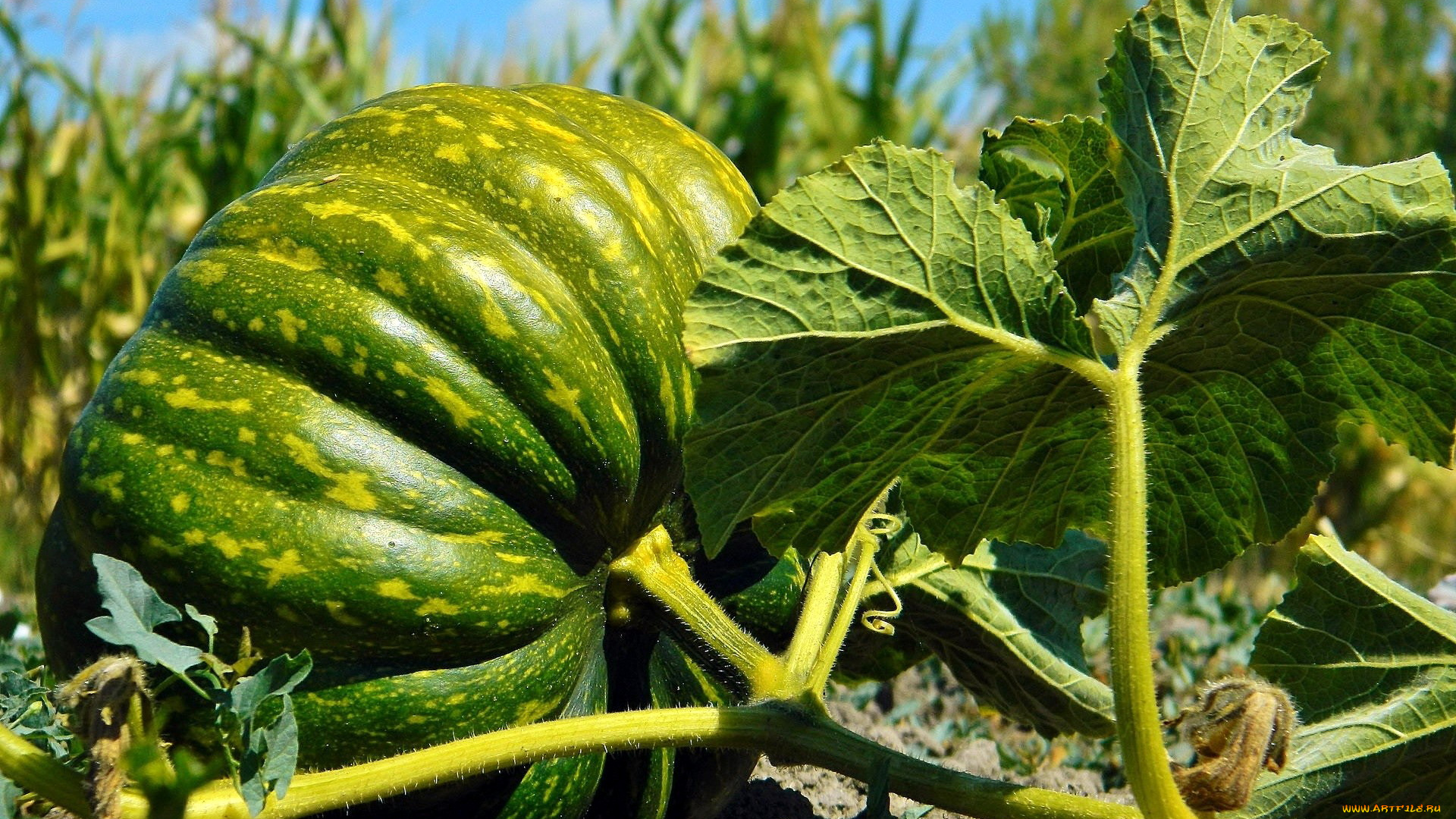 природа, плоды, тыква