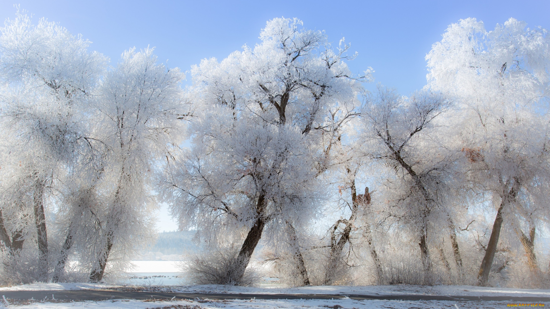 природа, зима, снег, деревья, иней
