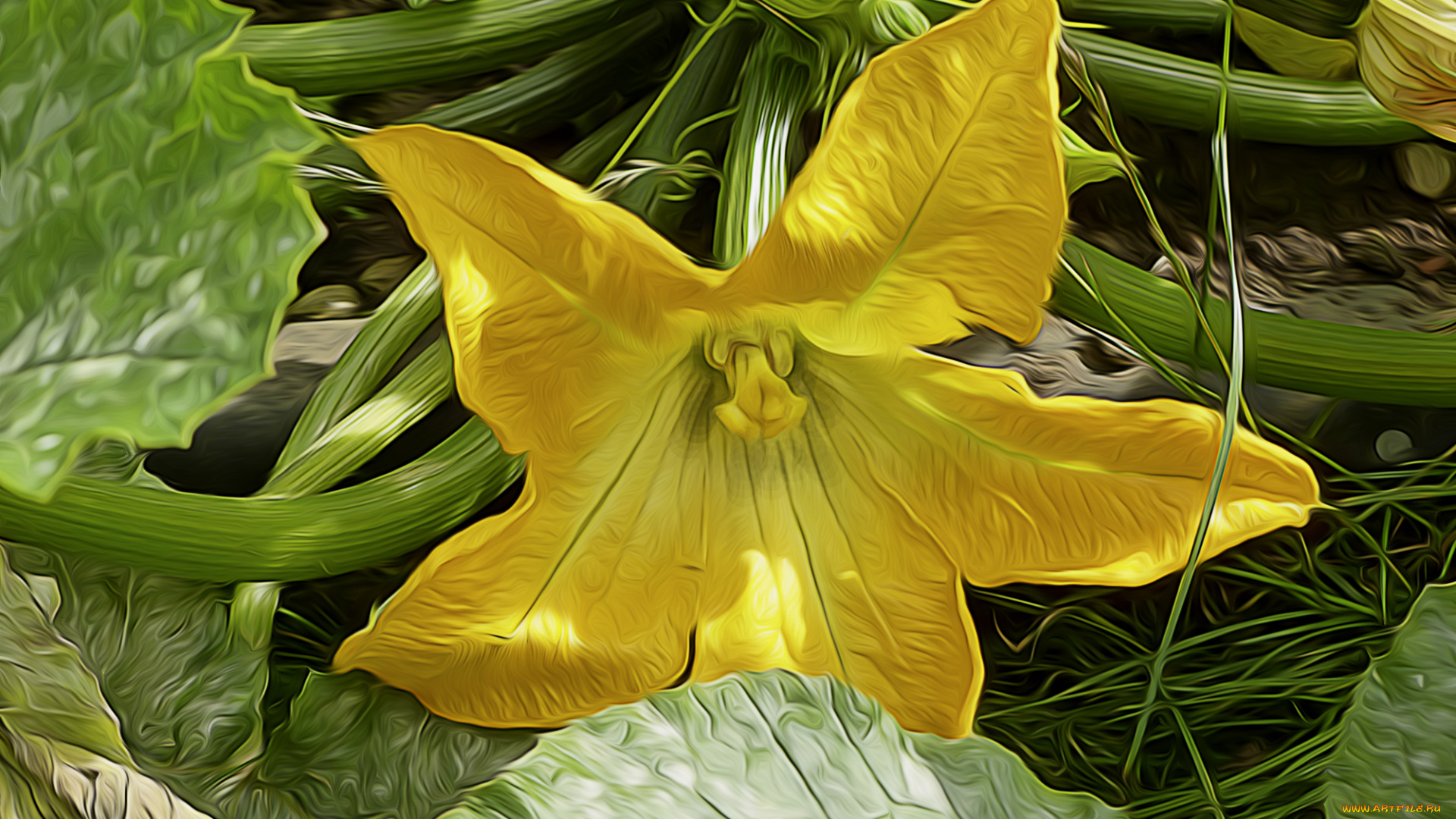 рисованные, цветы, цветок, тыквы