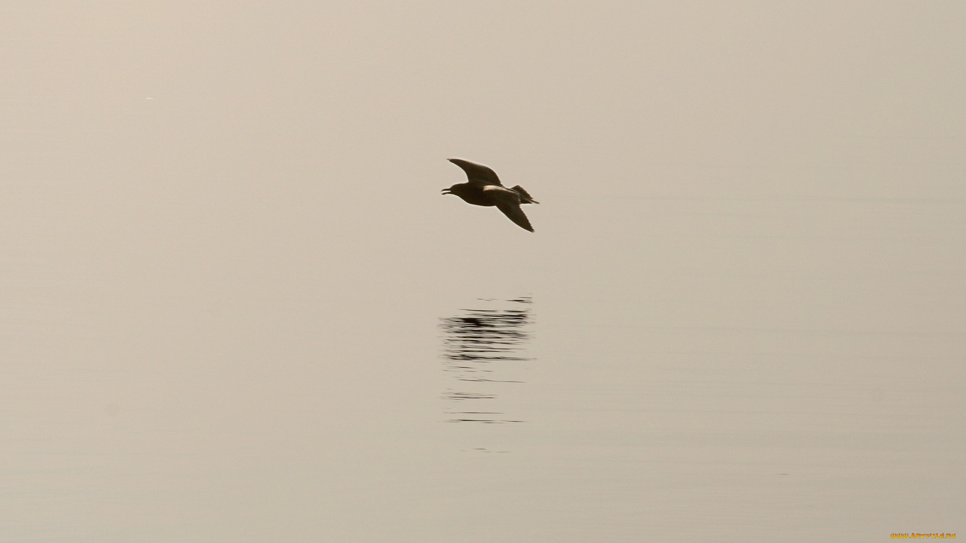 рисованные, минимализм, птица