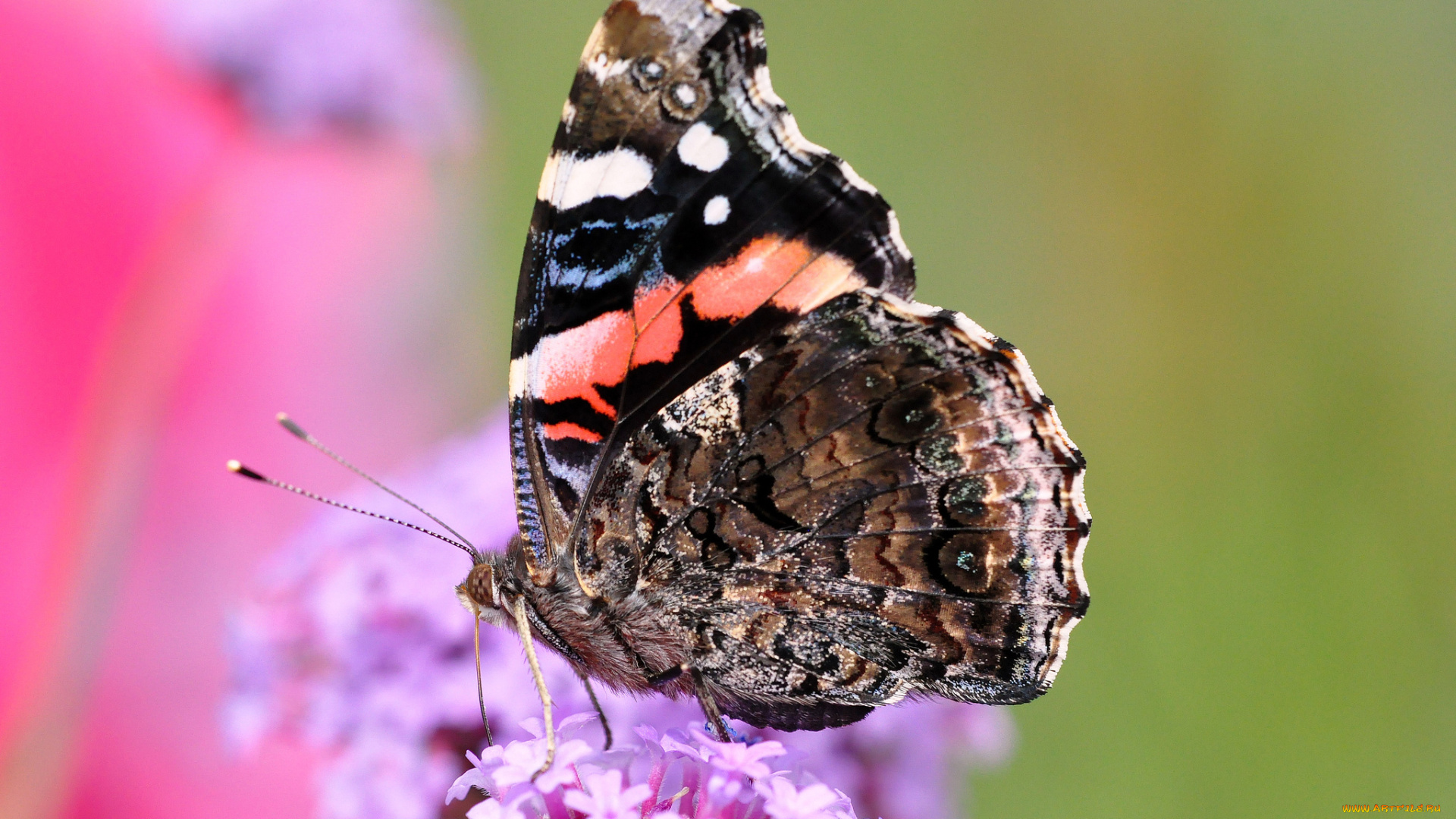 животные, бабочки, крылья