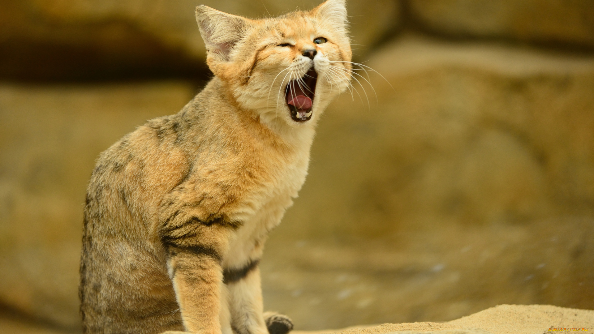 животные, дикие, кошки, язык, кошка, взгляд, sand, cat, зевает