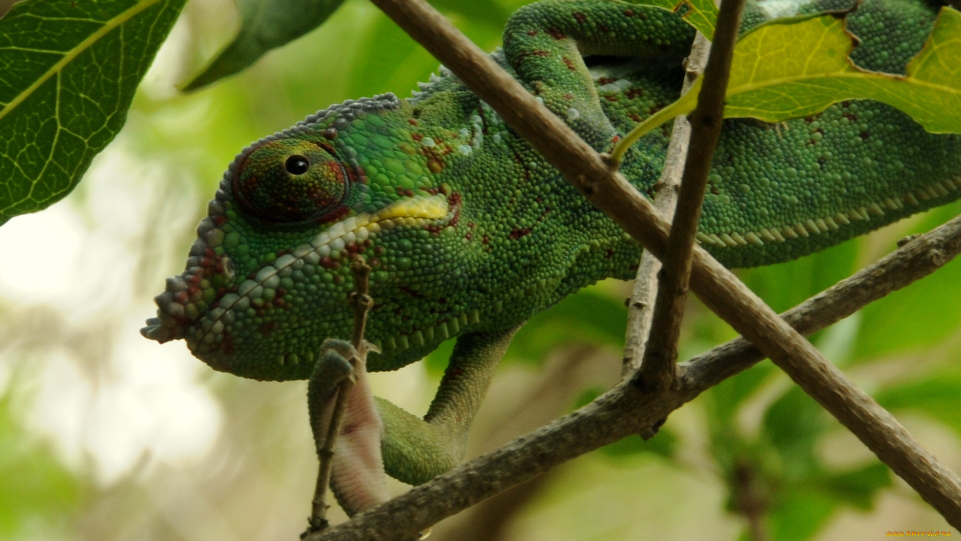 животные, хамелеоны, ветки, хамелеон