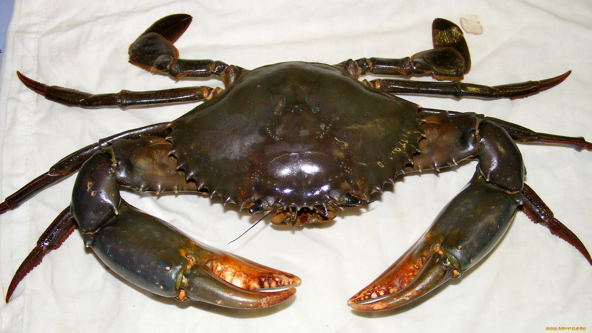 животные, крабы, , раки, клешни