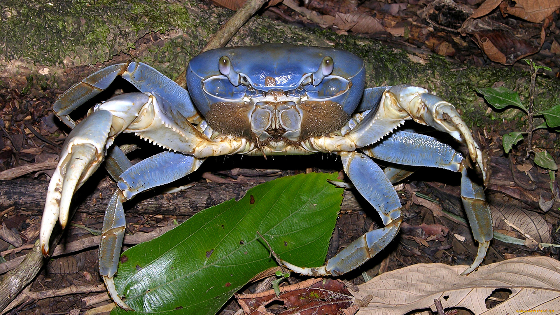 животные, крабы, , раки, клешни