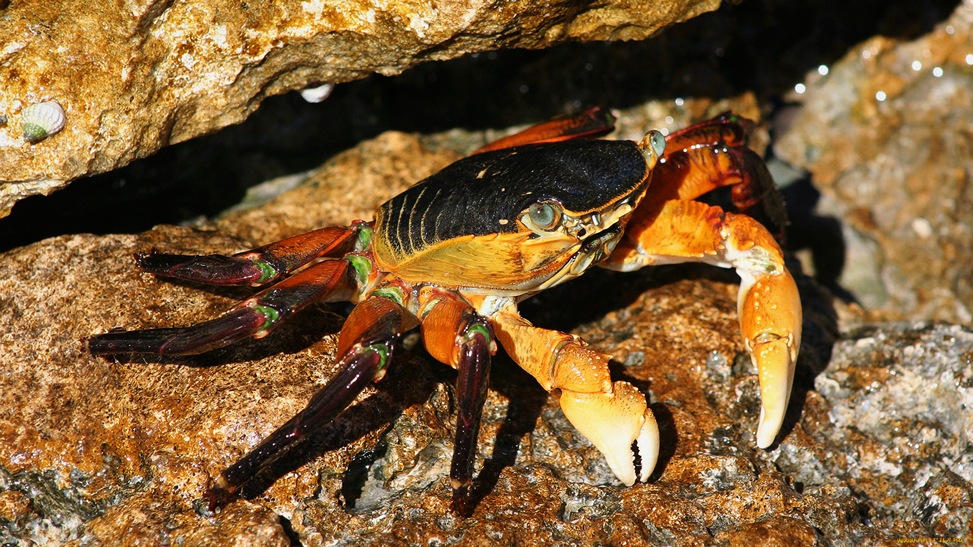 животные, крабы, , раки, клешни