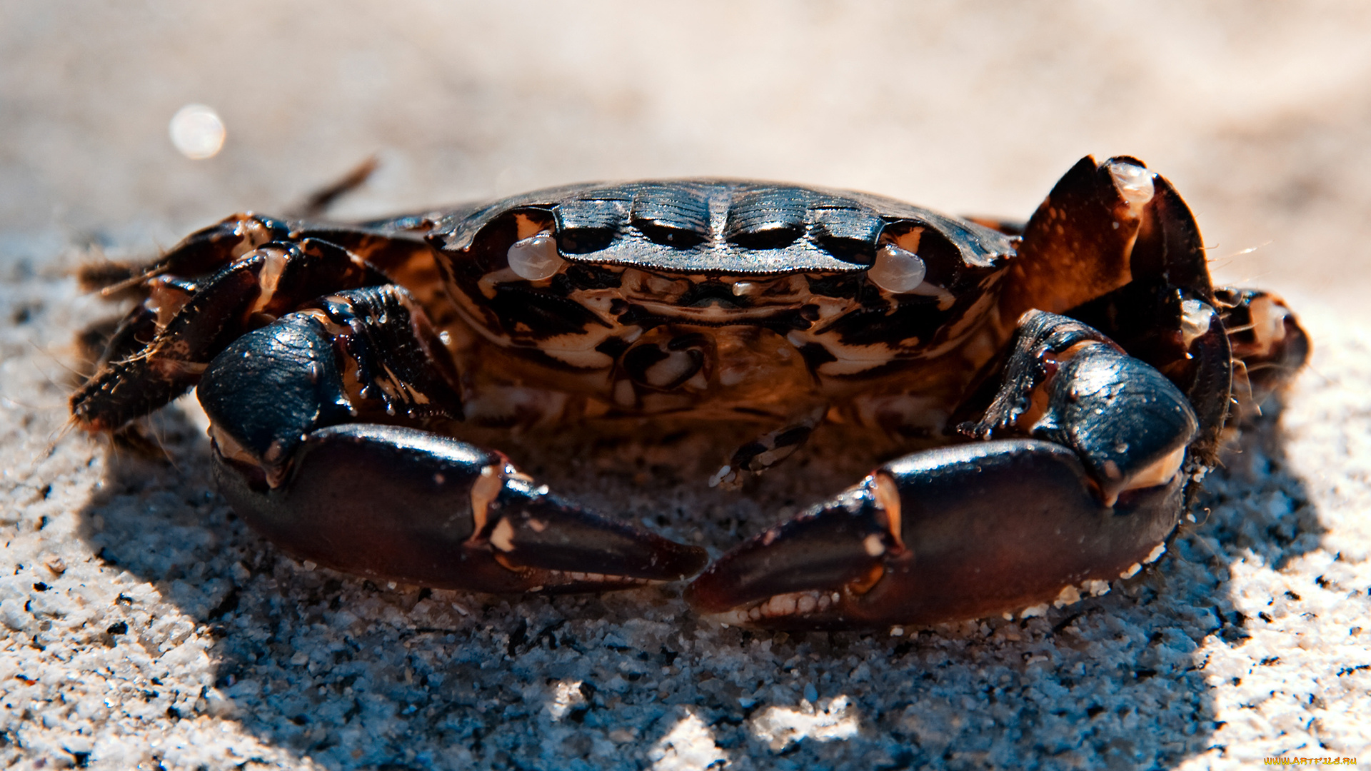 животные, крабы, , раки, клешни