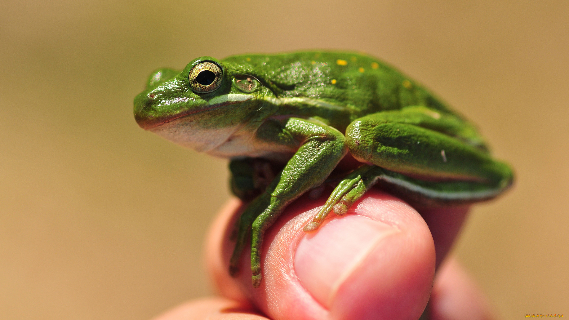 животные, лягушки, палец, лягушка