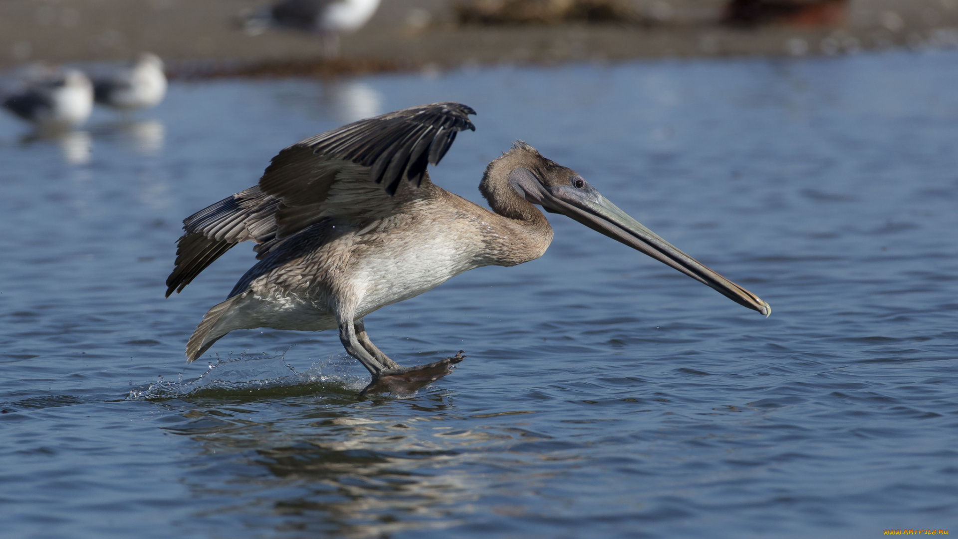 животные, пеликаны, река, пеликан