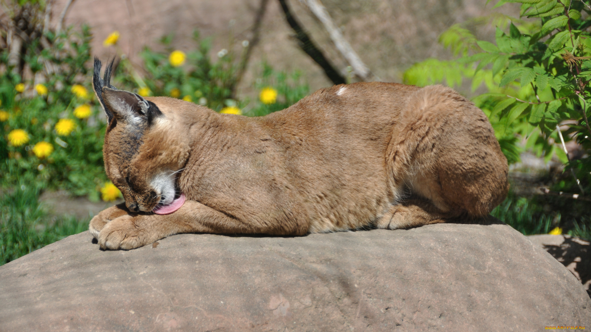 животные, рыси, каракал, степная, рысь, кошка, язык, камень
