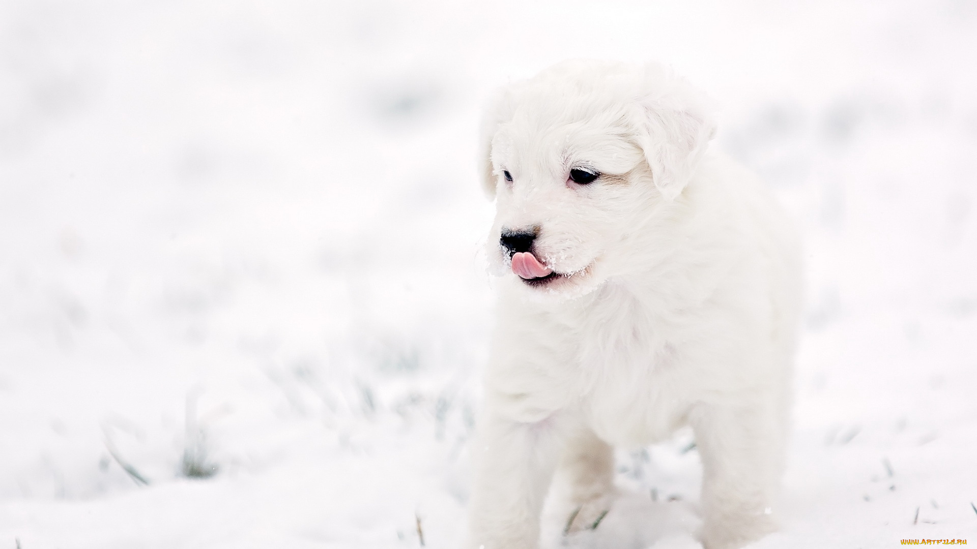 животные, собаки, щенок, фон