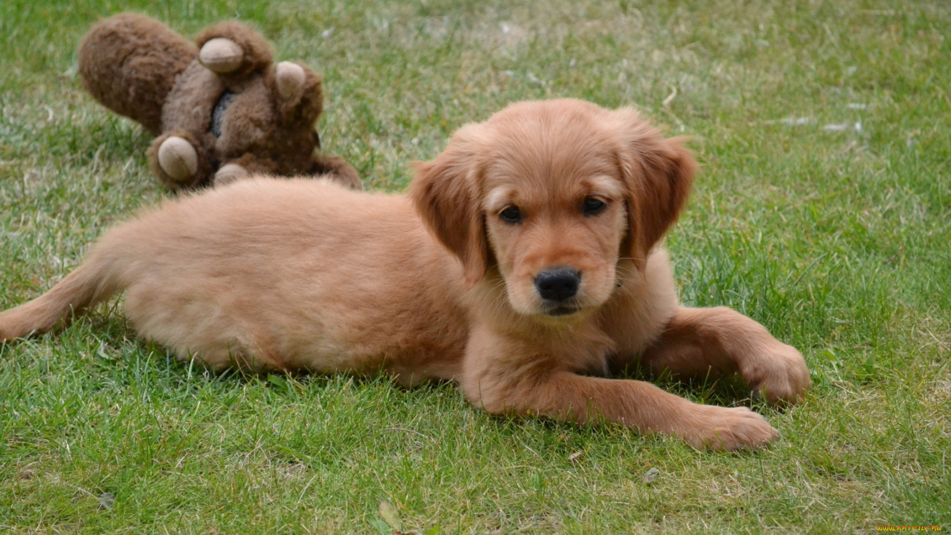 животные, собаки, щенок, собака, лужайка, трава, игрушка, лежит