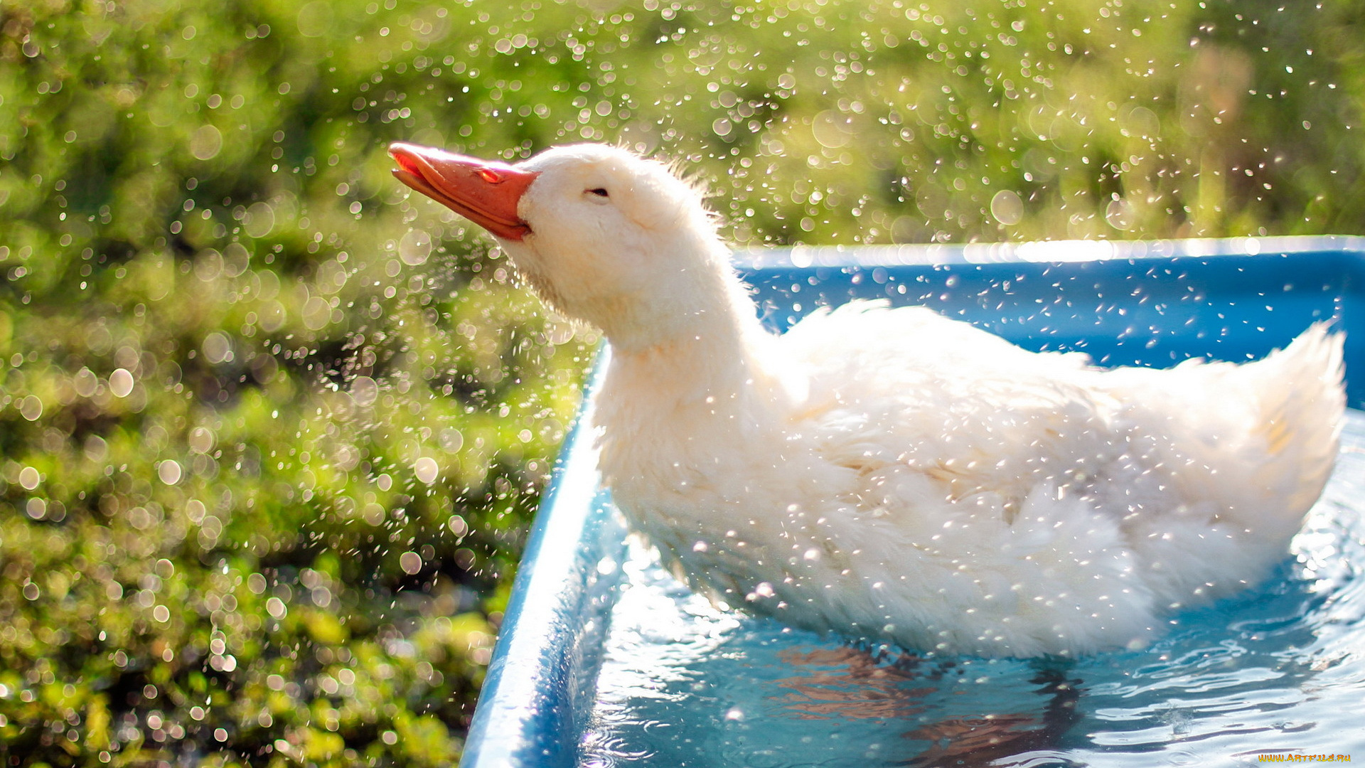животные, утки, duck, refreshment, droplets, bokeh, animal