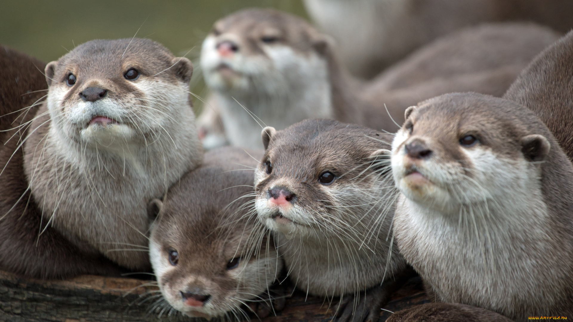 животные, выдры, , каланы, , ондатры, семейка, мордочки, смотрят