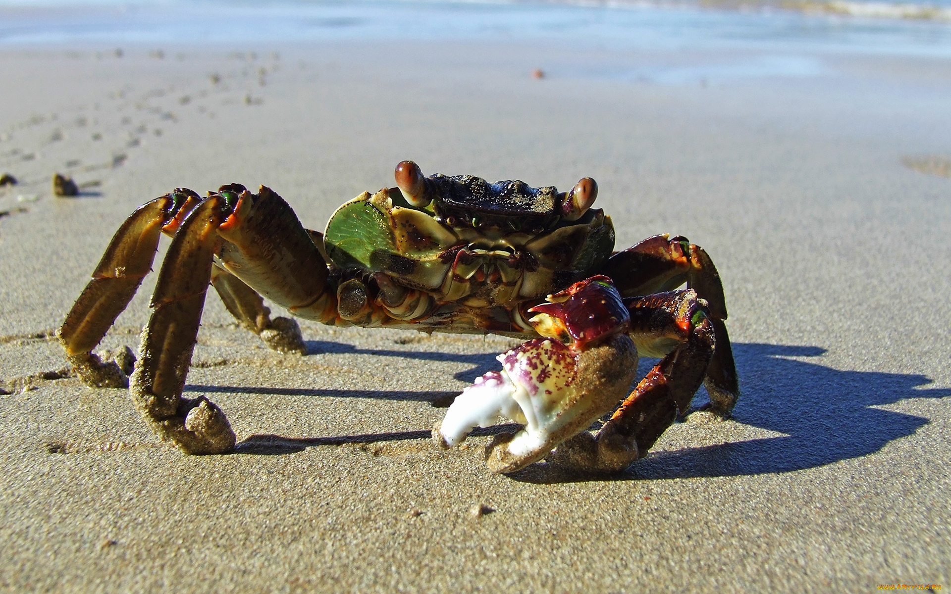 животные, крабы, , раки, клешни