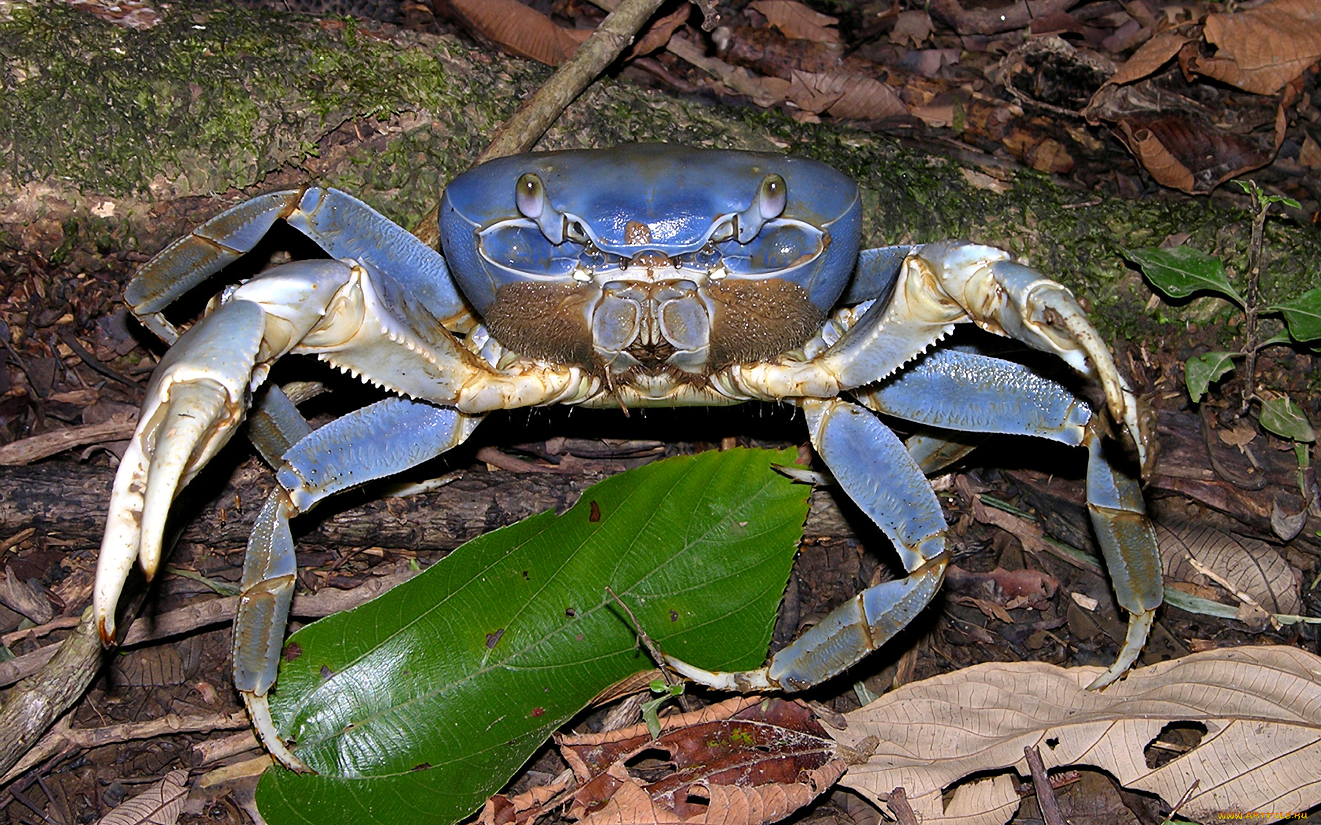 животные, крабы, , раки, клешни